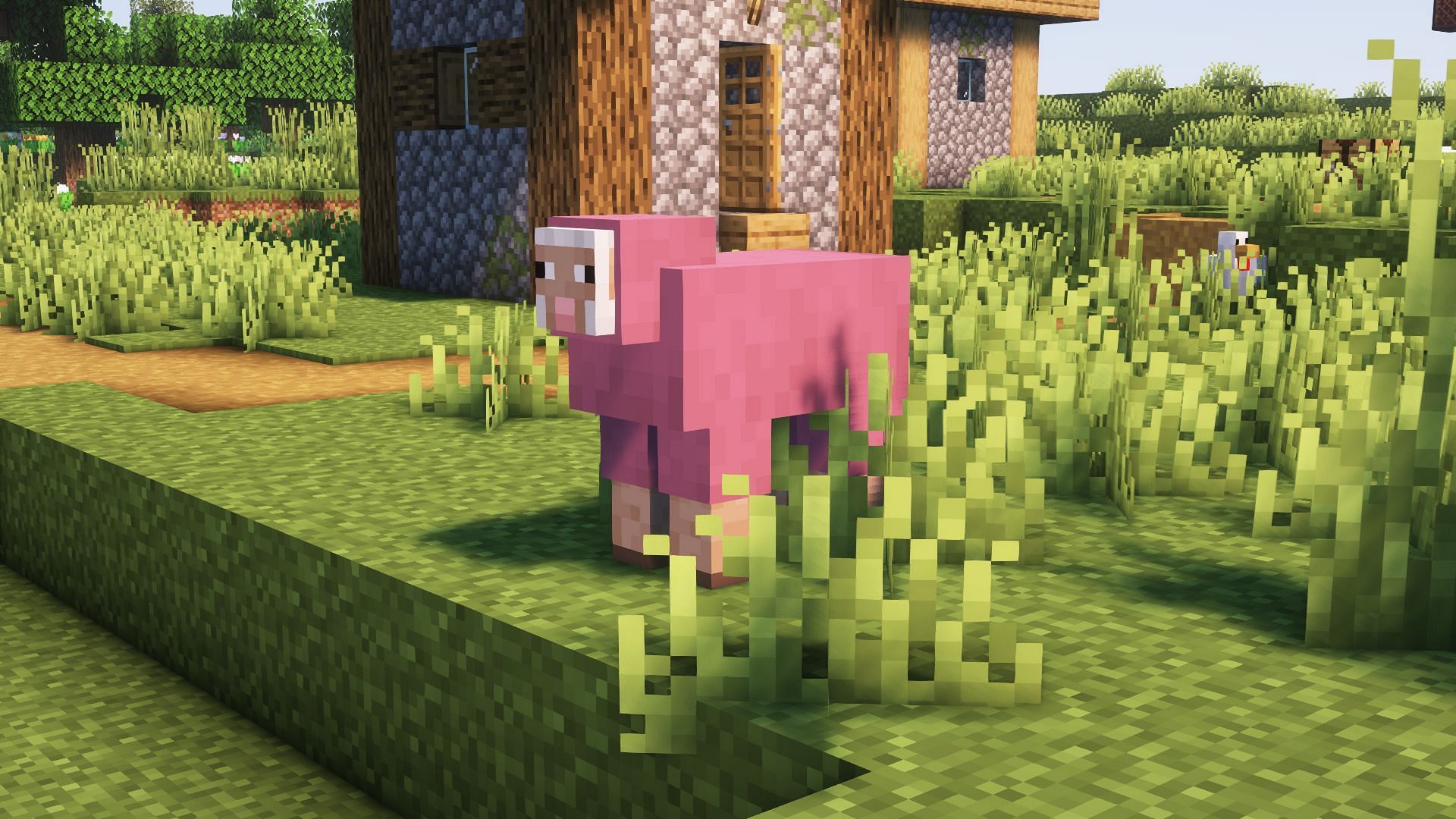 A pink sheep (Image via Mojang)