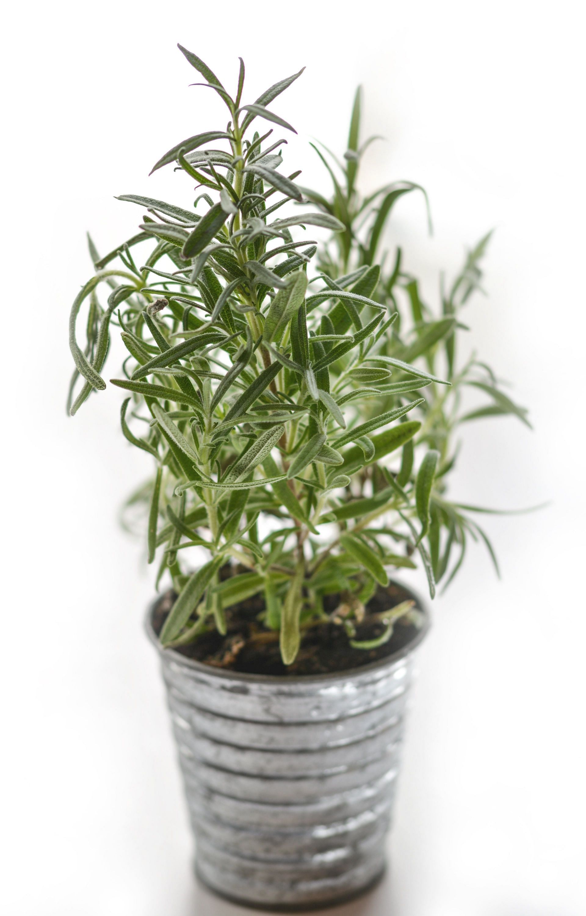 Rosemary stimulates blood circulation, promoting healthy hair growth and scalp (Image via Pexels)