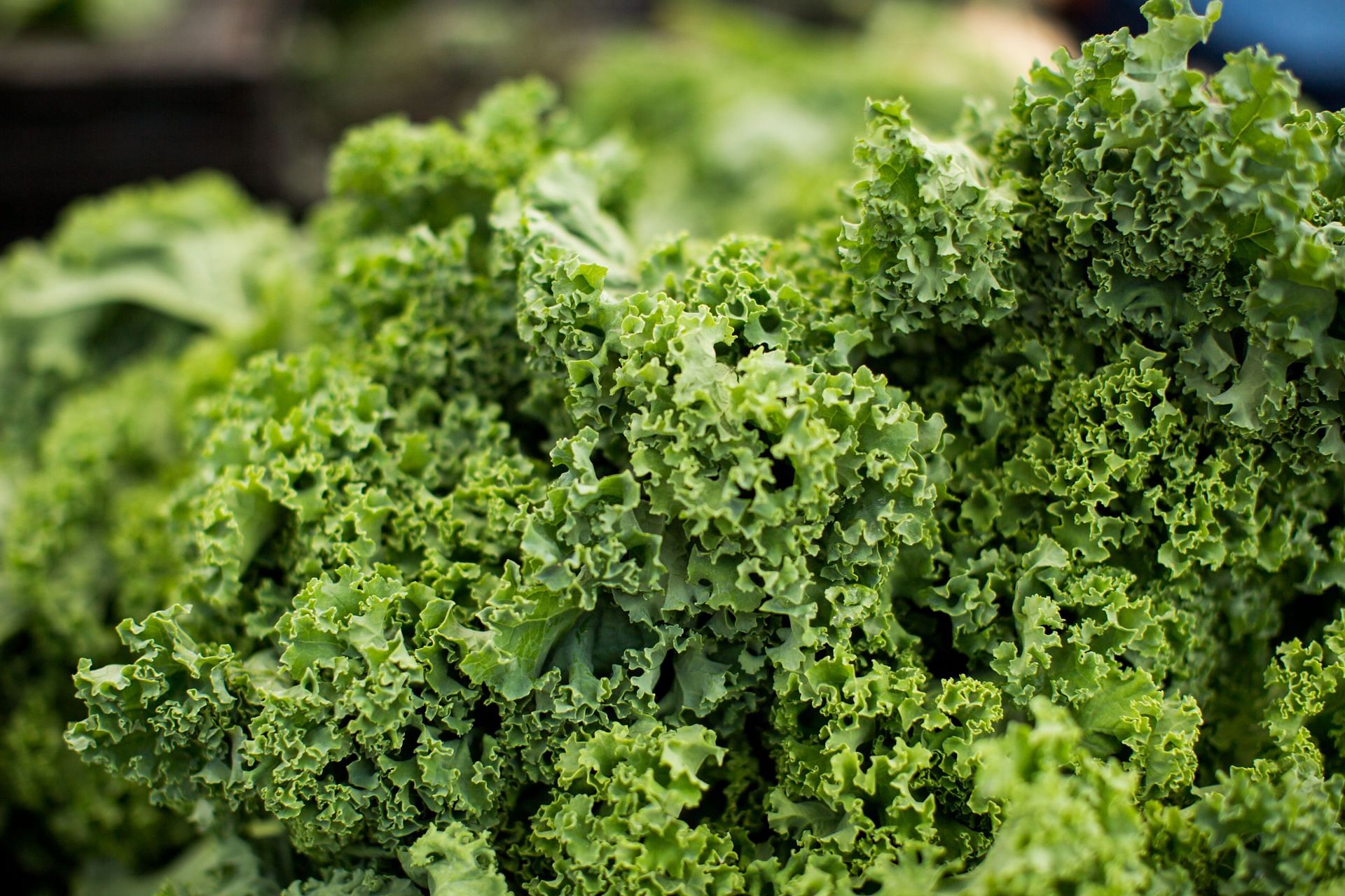 Health benefits of kale include improving your heart health and overall fitness. (Image via Unsplash / Char Beck)