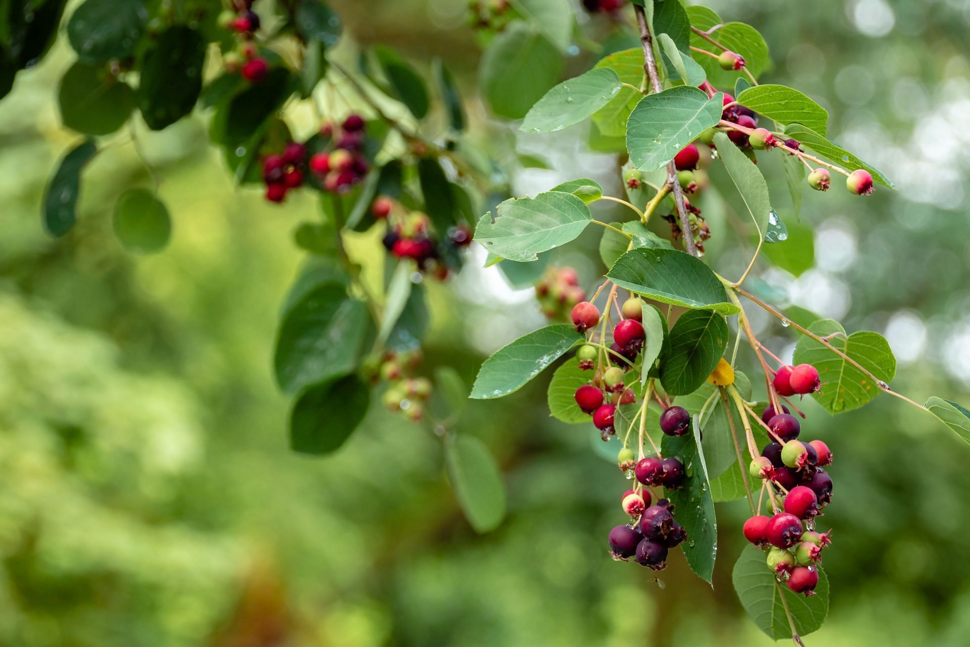 Benefits of elderberry syrup and side effects (Image via Unsplash/Pawel Czerwinski)