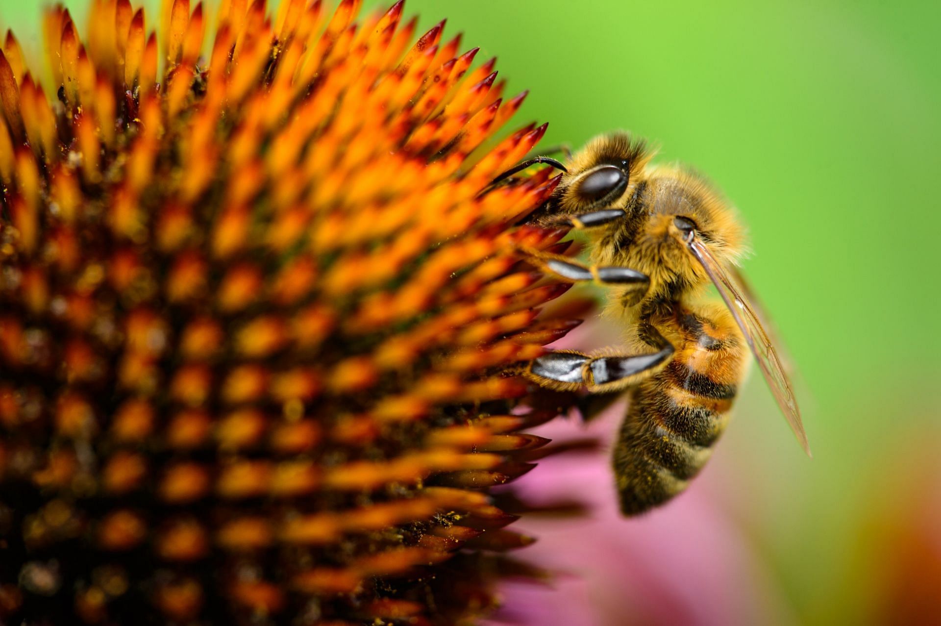 There are several bee pollen benefits for your health. (Image via Unsplash/ Jacek Dylag)