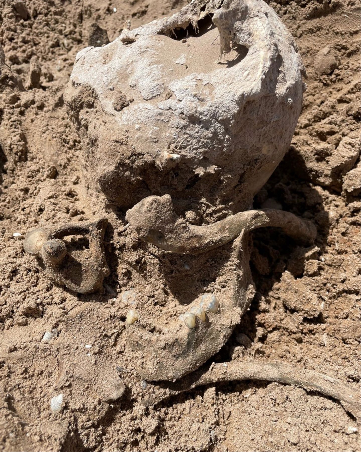 Skeletal remains discovered at the dried-up reservoir (Image via Lindsey Melvin)