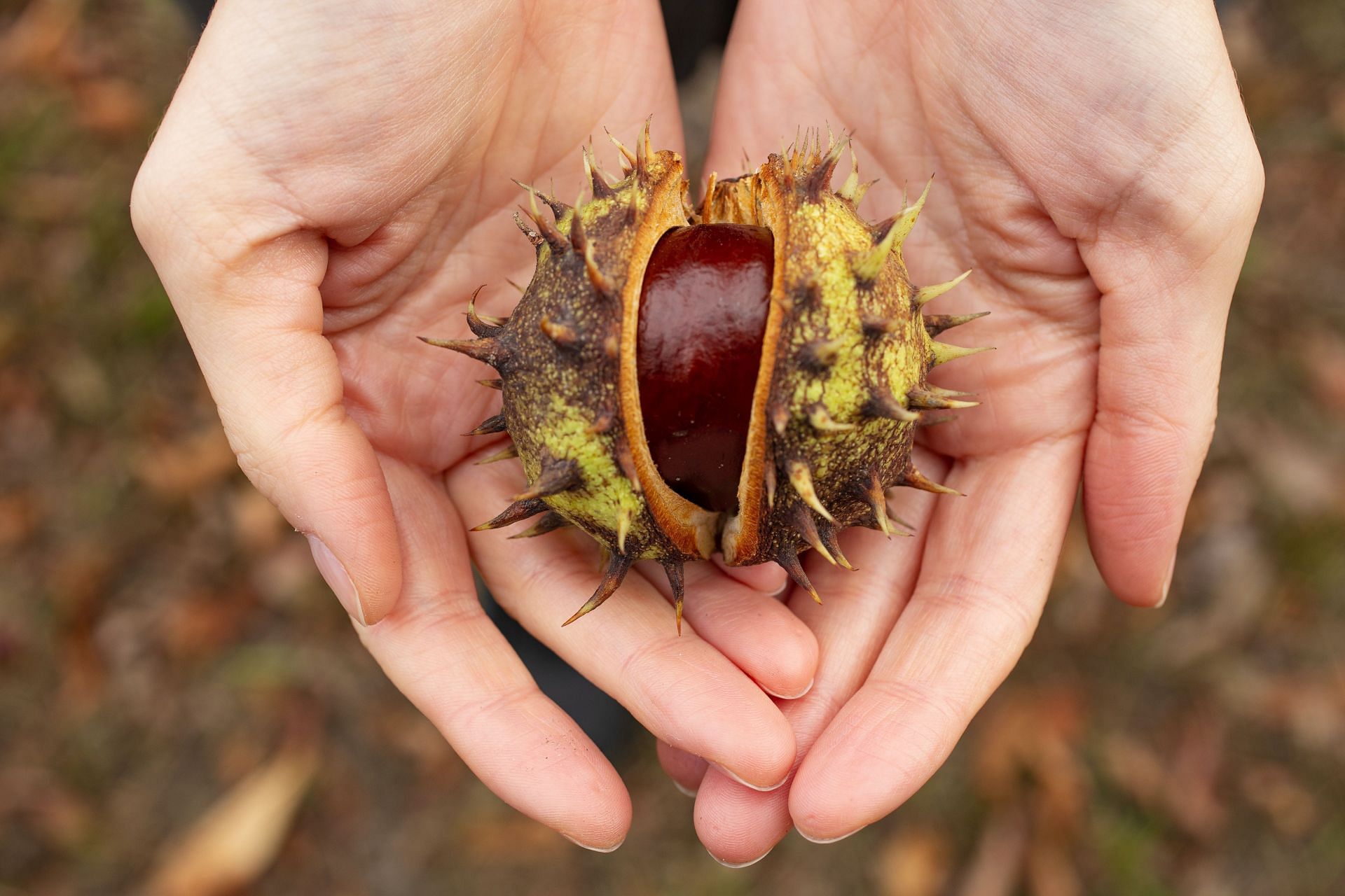 Surprising health benefits of chestnuts (image via pexels)