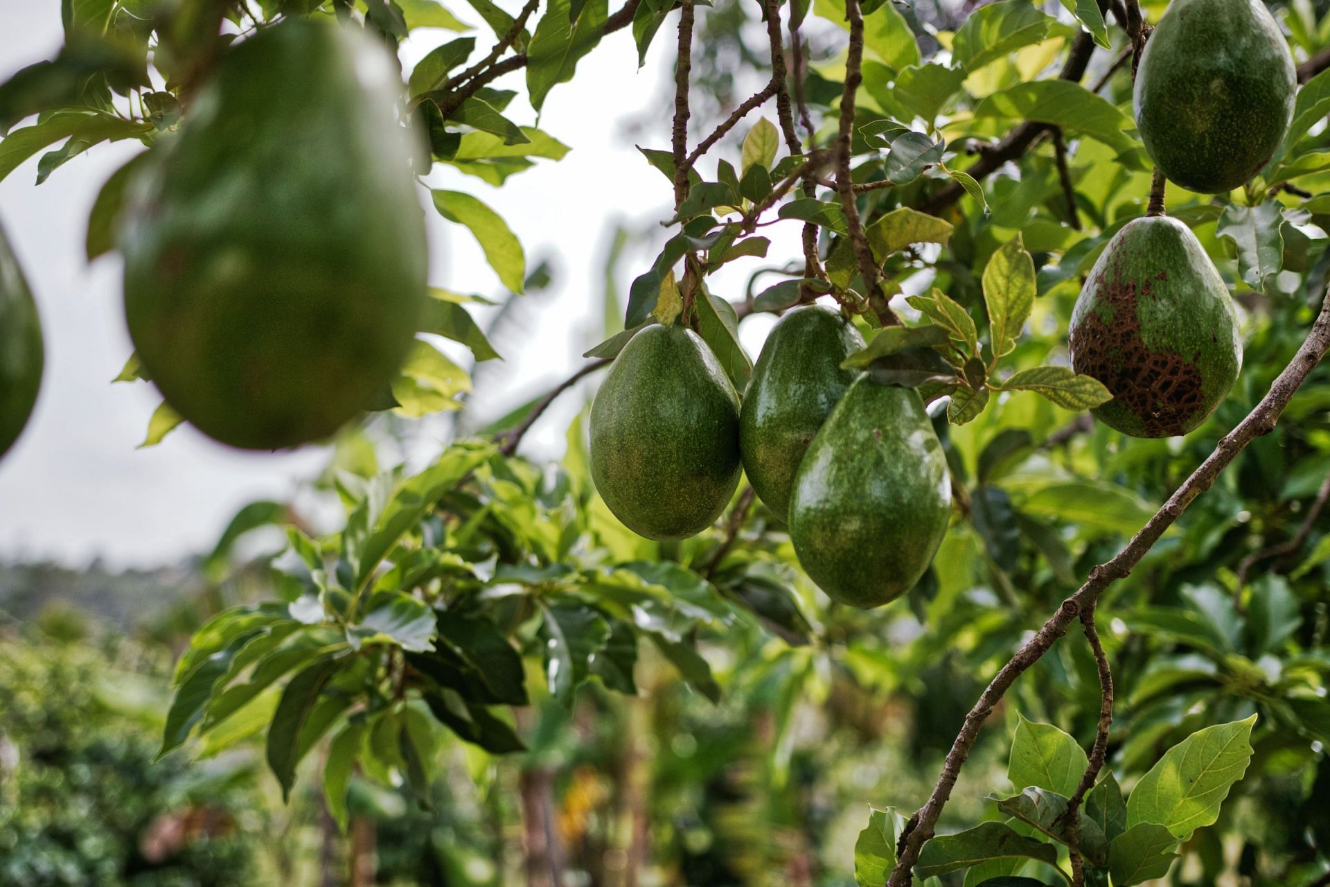 Helps prevent heart disease. (Image via Pexels/Matthias Oben)