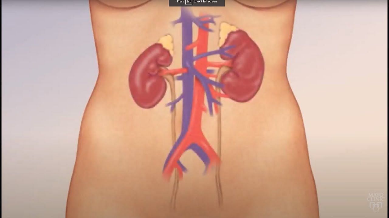 It is crucial to keep your kidneys healthy to prevent kidney disease (Mayo Clinic/ Youtube)
