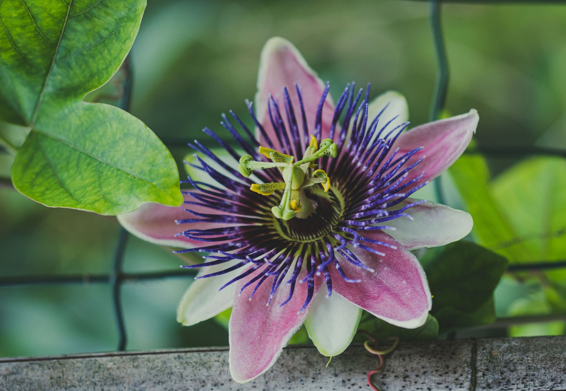There are numerous benefits of passion flower. (Image via Pexels/ Ylanite Koppens)