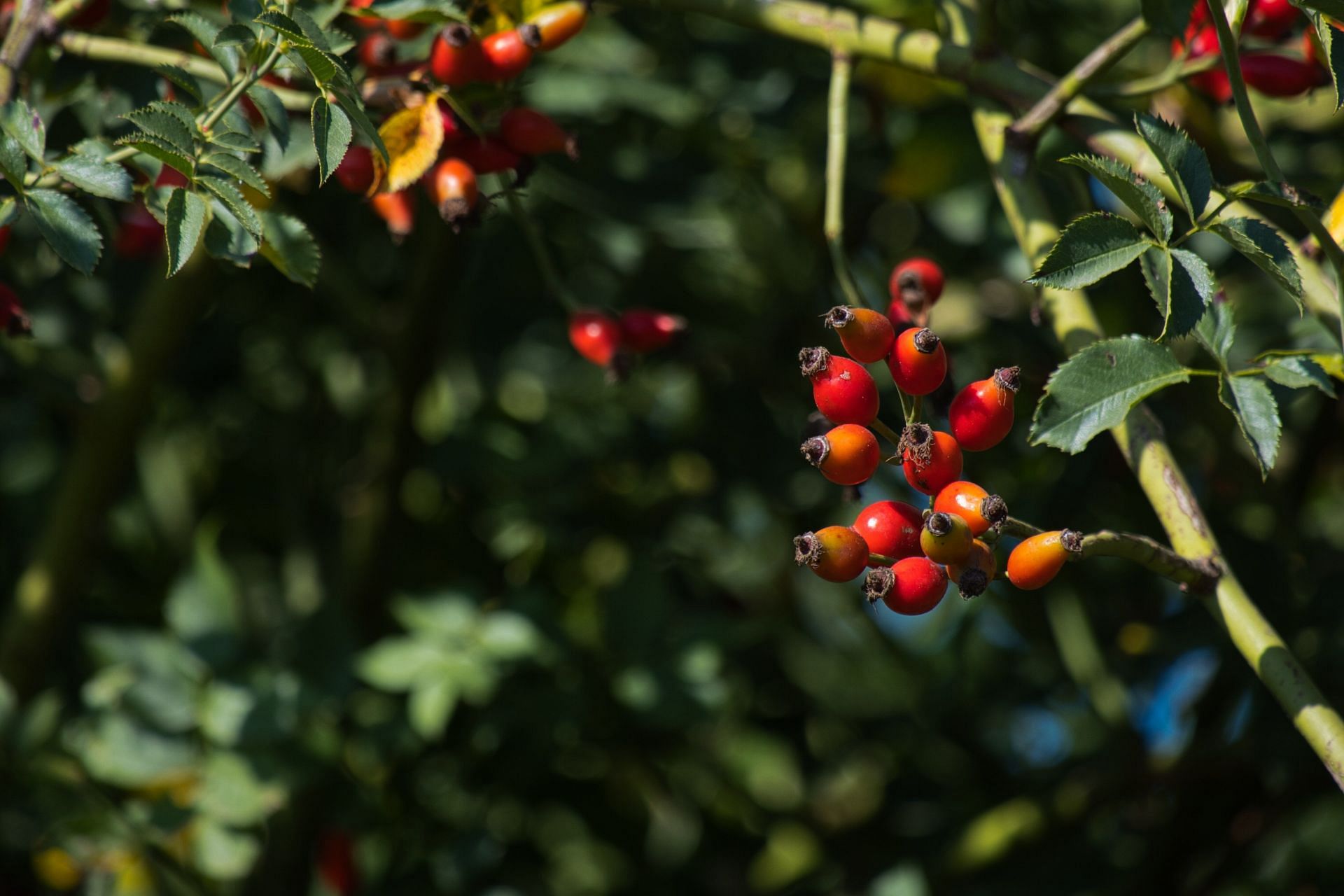 Chose high quality of rosehip oil for hair. (Image via Unsplash / Jozsef Koller)