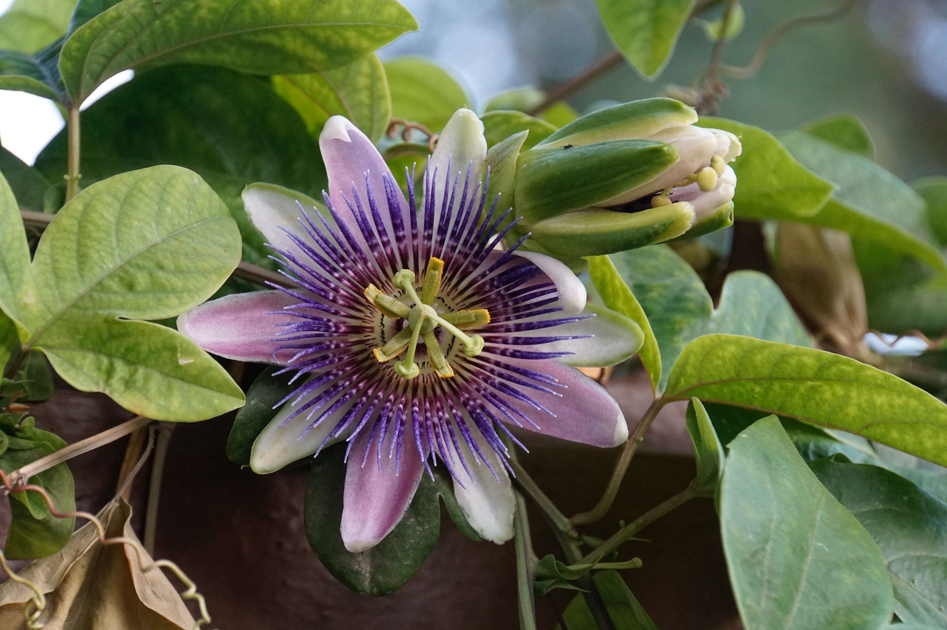 Benefits of passion flower- lowers blood pressure. (Image via Unsplash/ Francisco J Villena)
