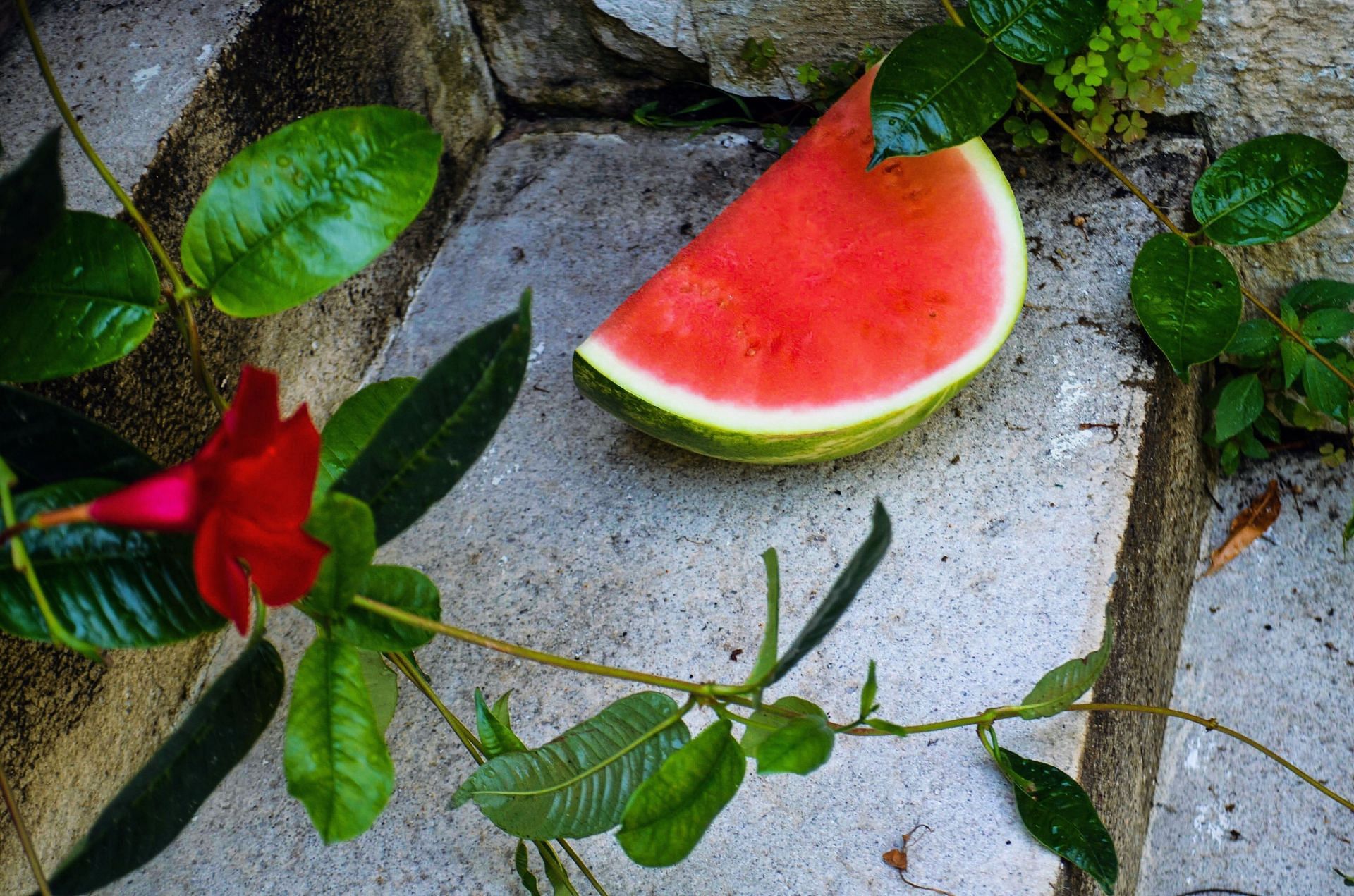 Juicy, refreshing, summertime treat: The watermelon delights taste buds (Image Via Pexels)