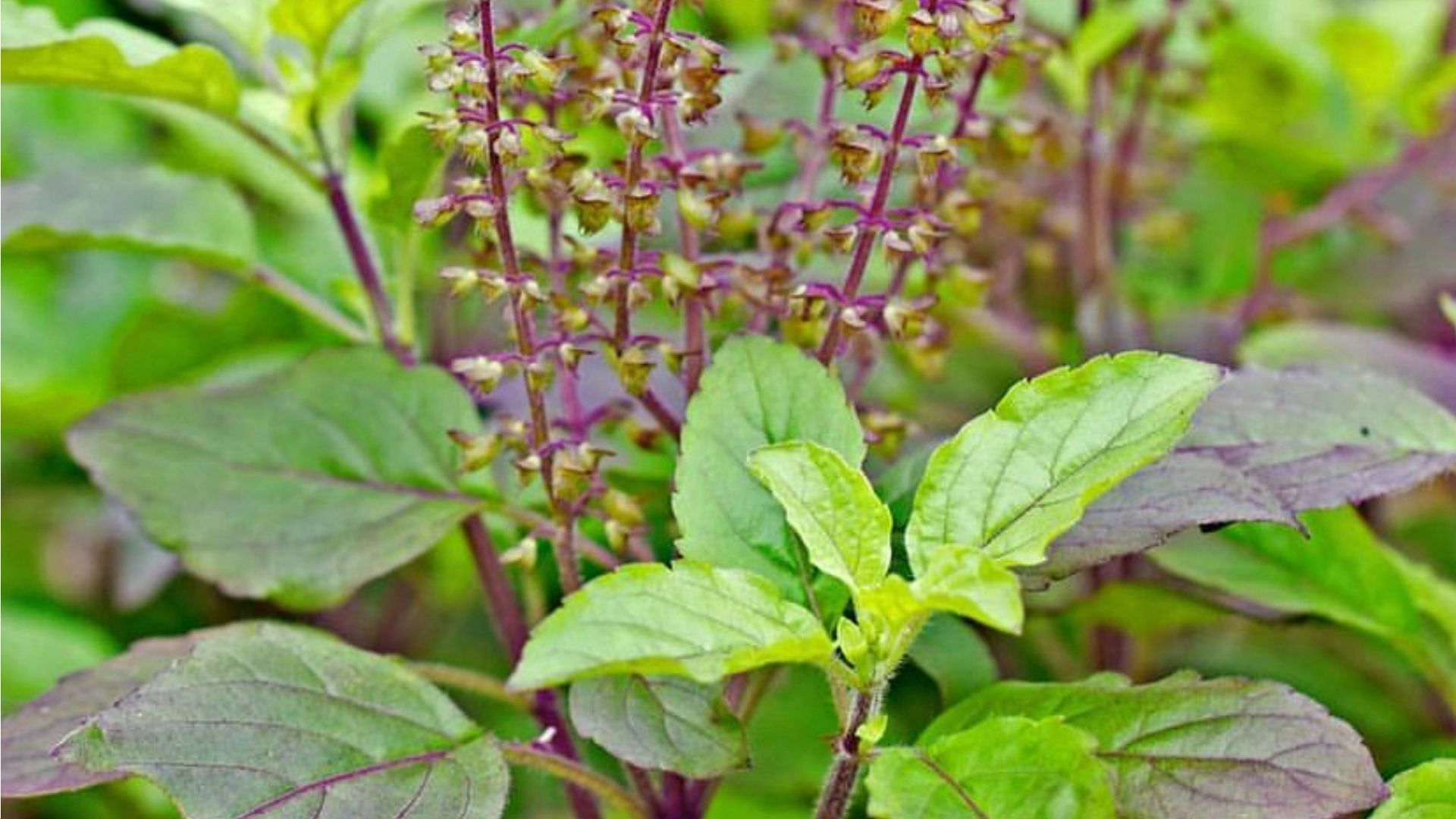 Incredible benefits of holy basil Know all about this popular