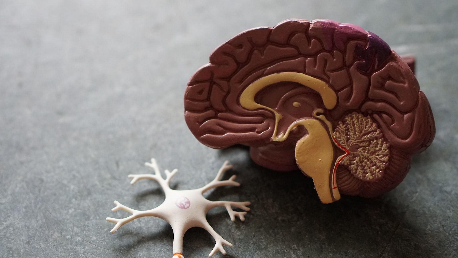 Factors to boost brain health (Photo via Unsplash/Robina Weermeijer)