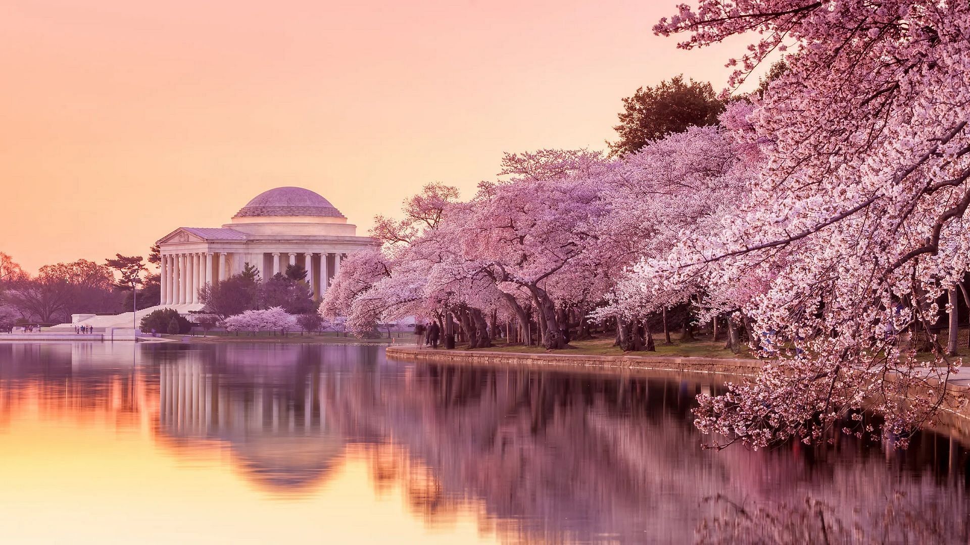 Cherry Blossom Basketball Night - National Cherry Blossom Festival