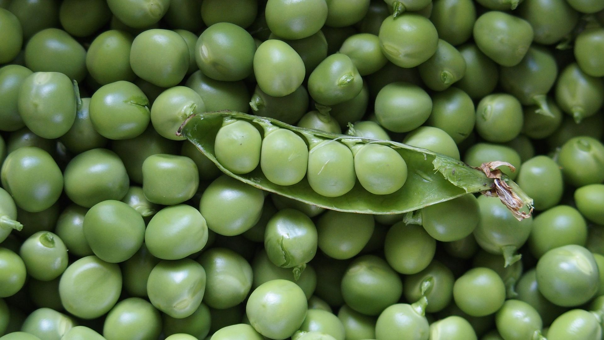 Nutrition in green peas: They&#039;re low in calories. (Image via Unsplash/Jean Michel Garcia)