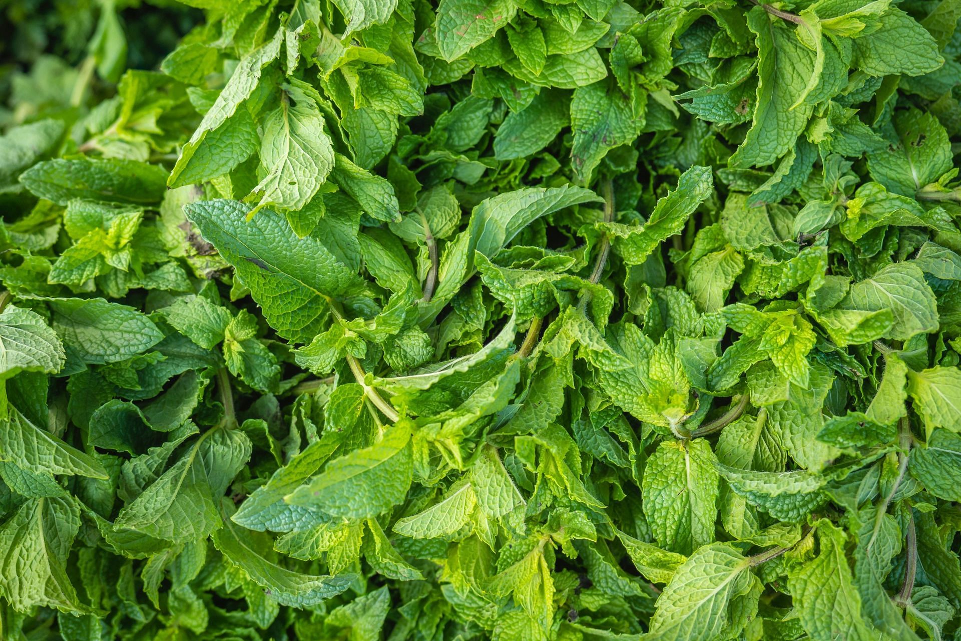 Peppermint may help relieve wisdom tooth pain (Image via Unsplash @Alexander Schimmeck)
