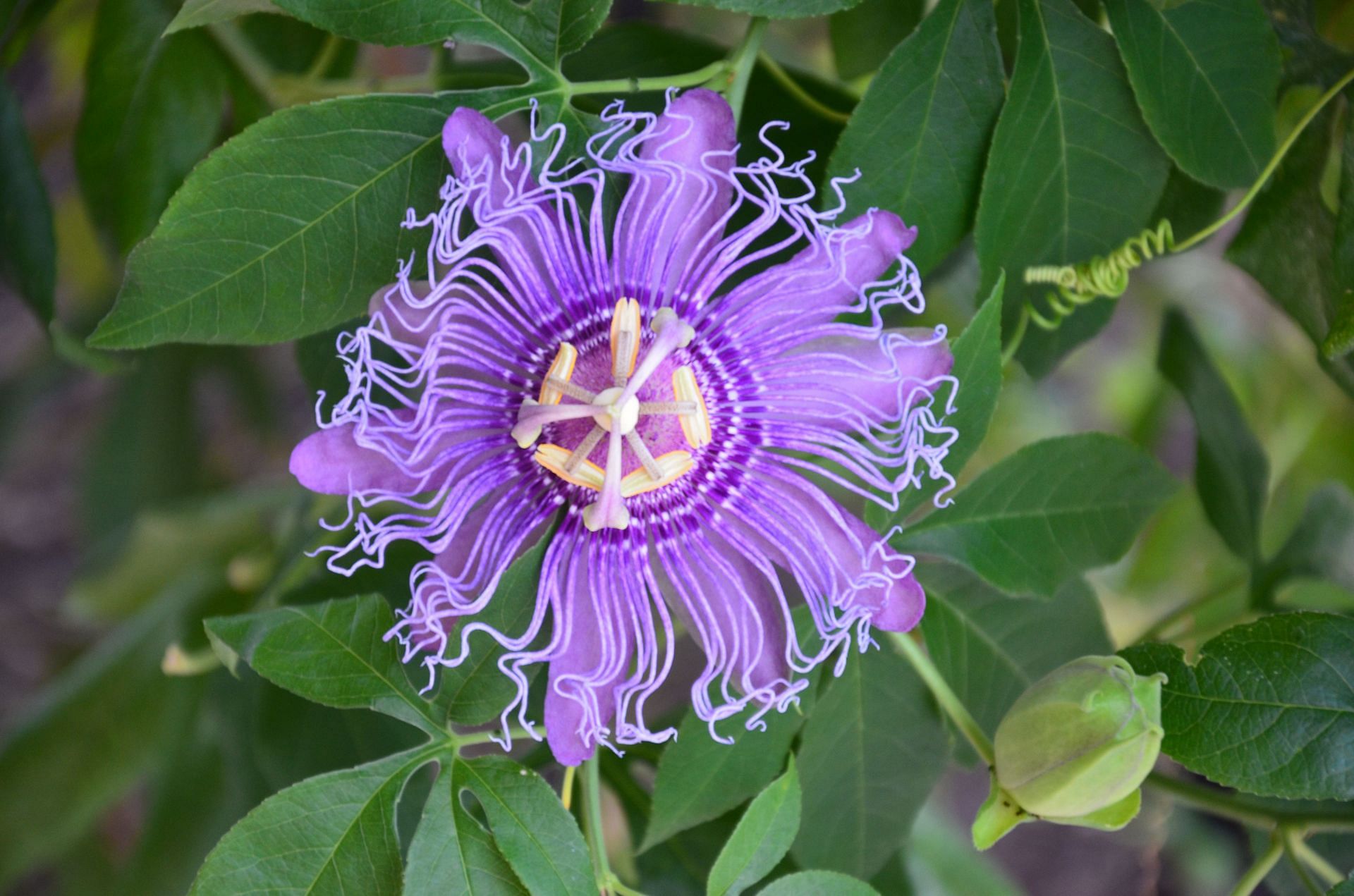 Passion flower tea helps getting sound sleep. (Image via Unsplash/ Chaotic Toejam)