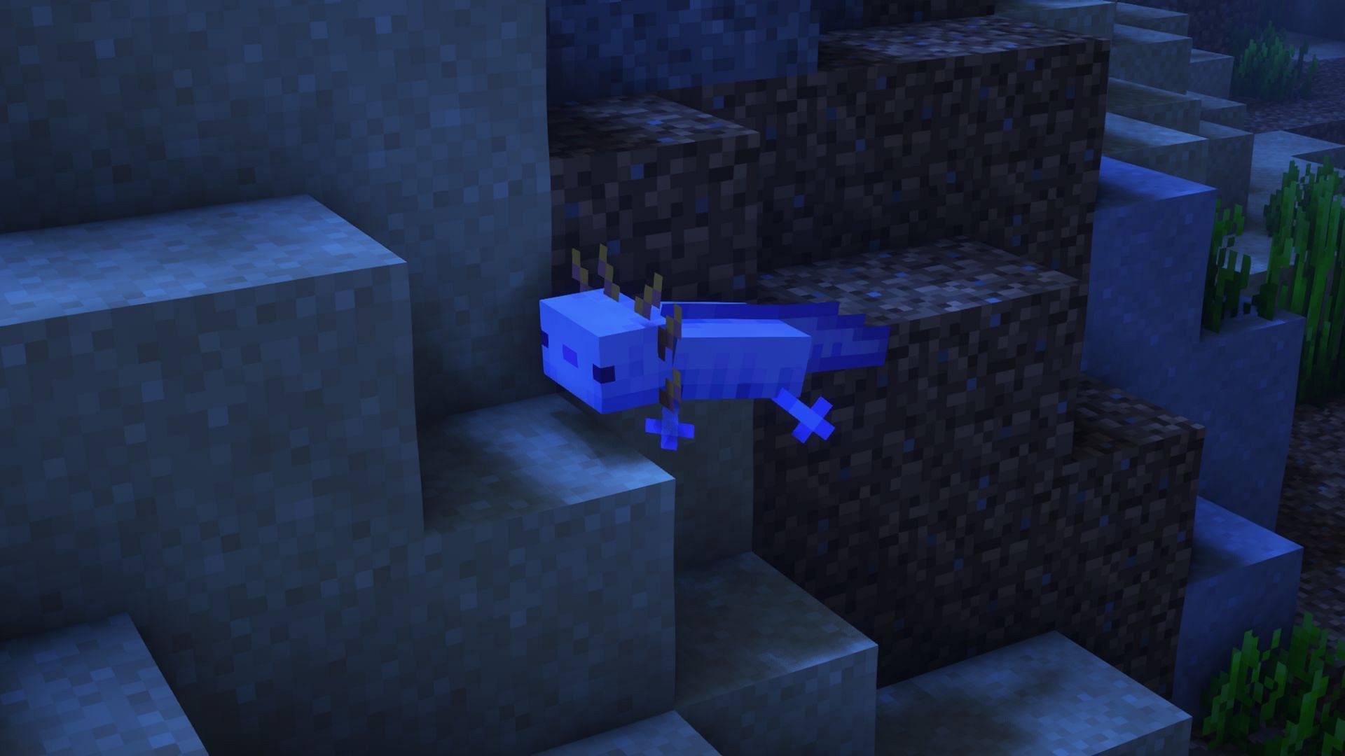 A blue axolotl (Image via Mojang)