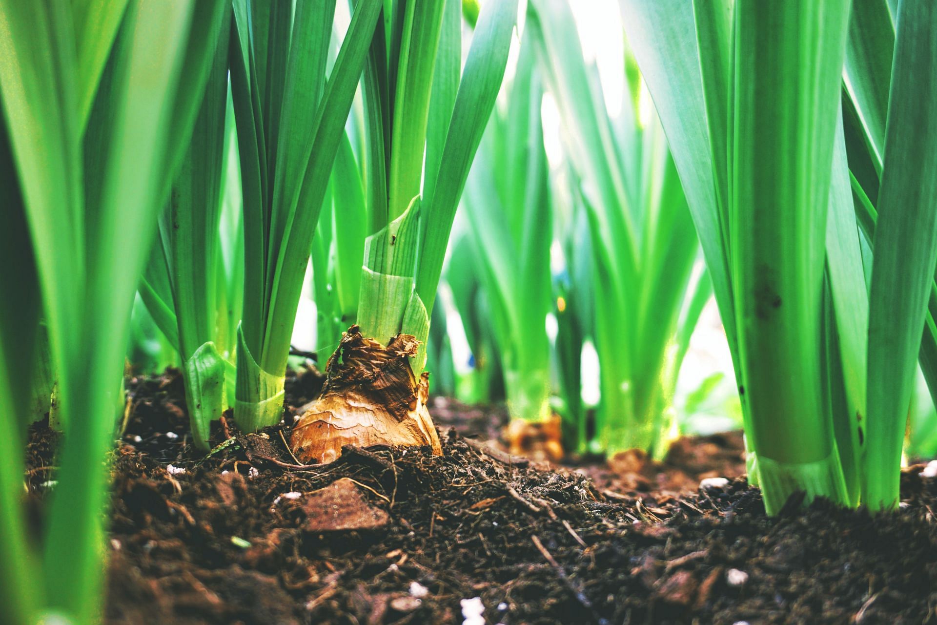 The main difference between scallions and green onions is their time of cultivation. (Image via Unsplash/Maarten Van Den Heuvel)