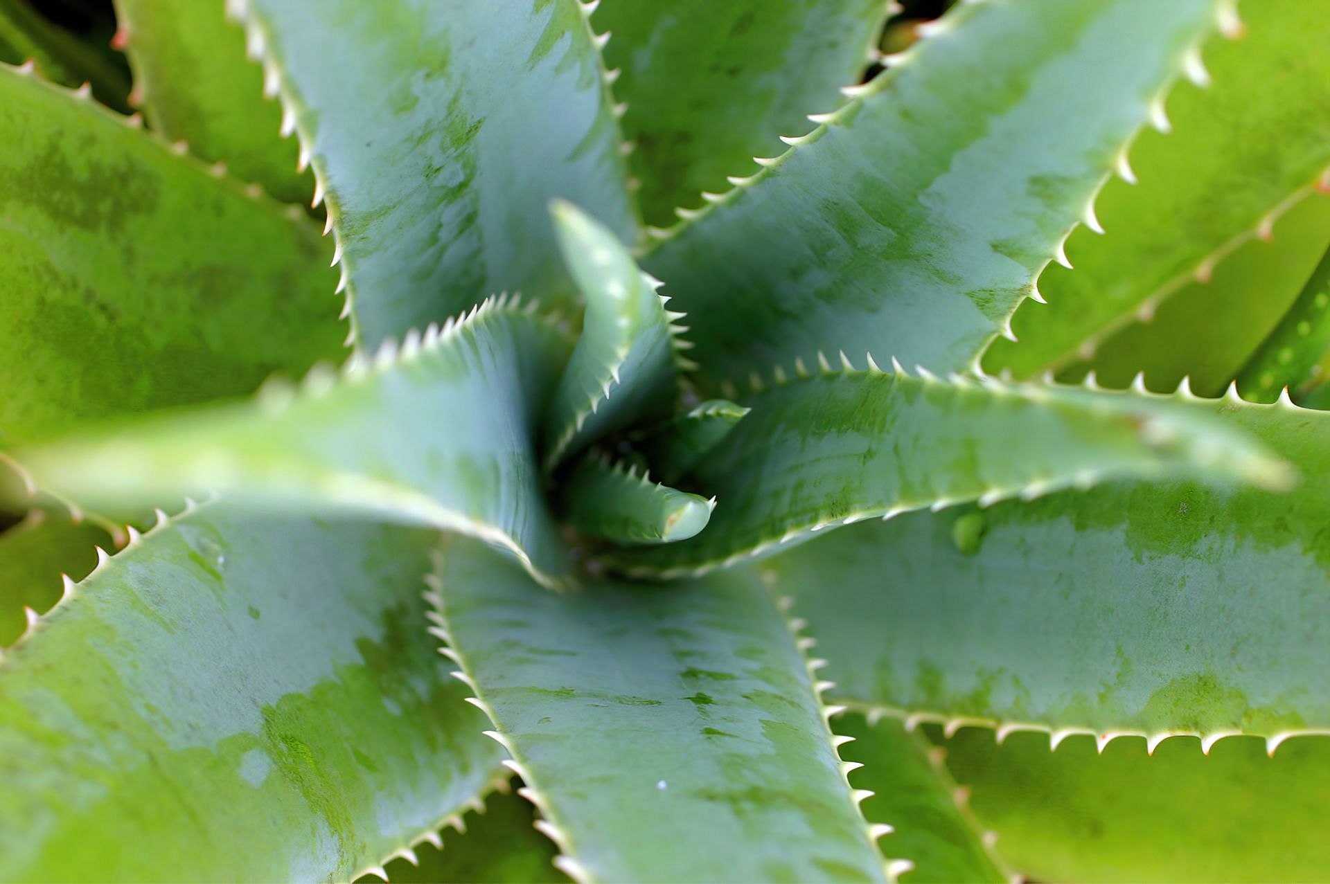 Benefits of aloe vera on hair. (Image via Unsplash/ Jacqueline Brandwayn)