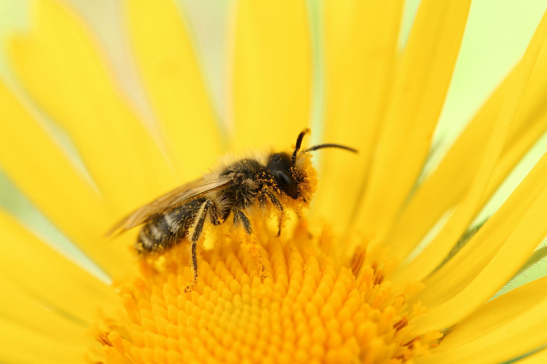 Bee pollens are harvested from bee hives. (Image via Unsplash/Christoph Polatzky)