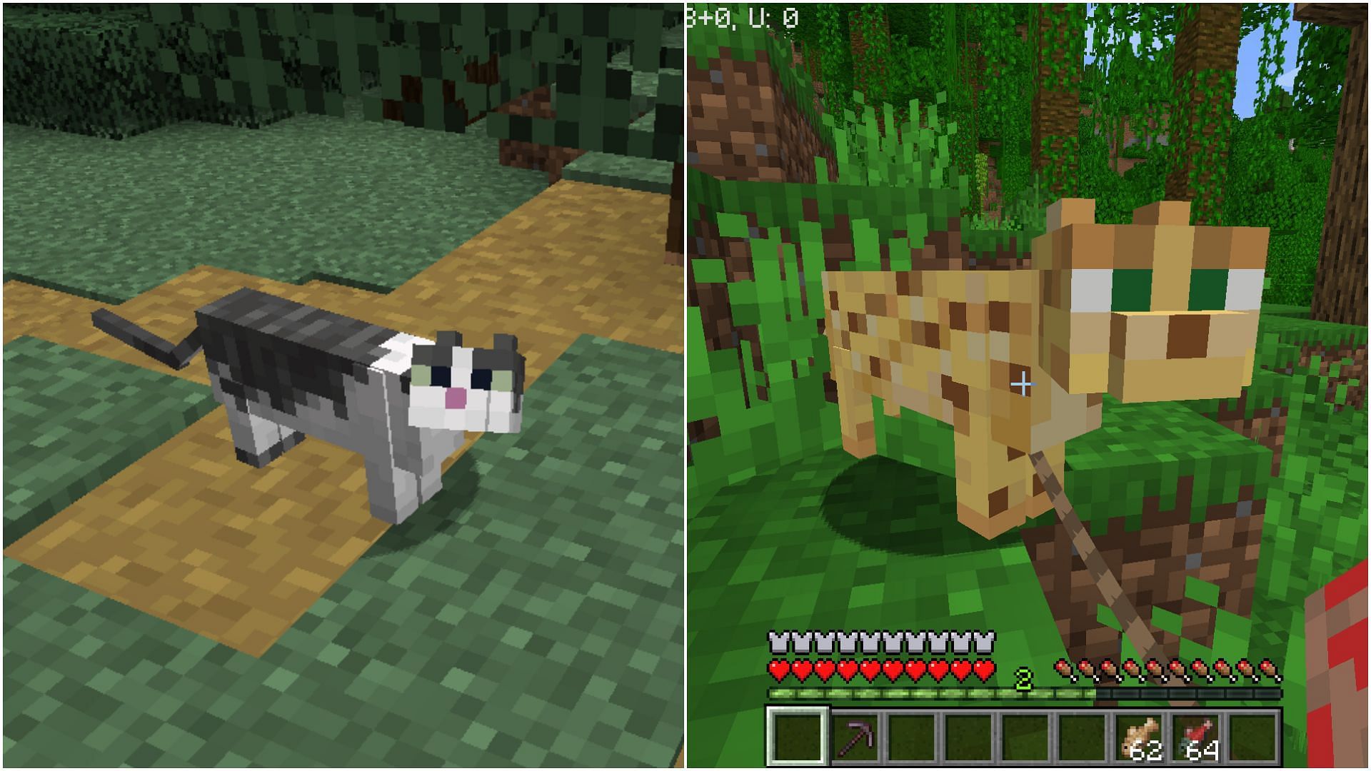 Both cats and ocelots enter breeding mode by eating raw cod or salmon in Minecraft (Image via Sportskeeda)