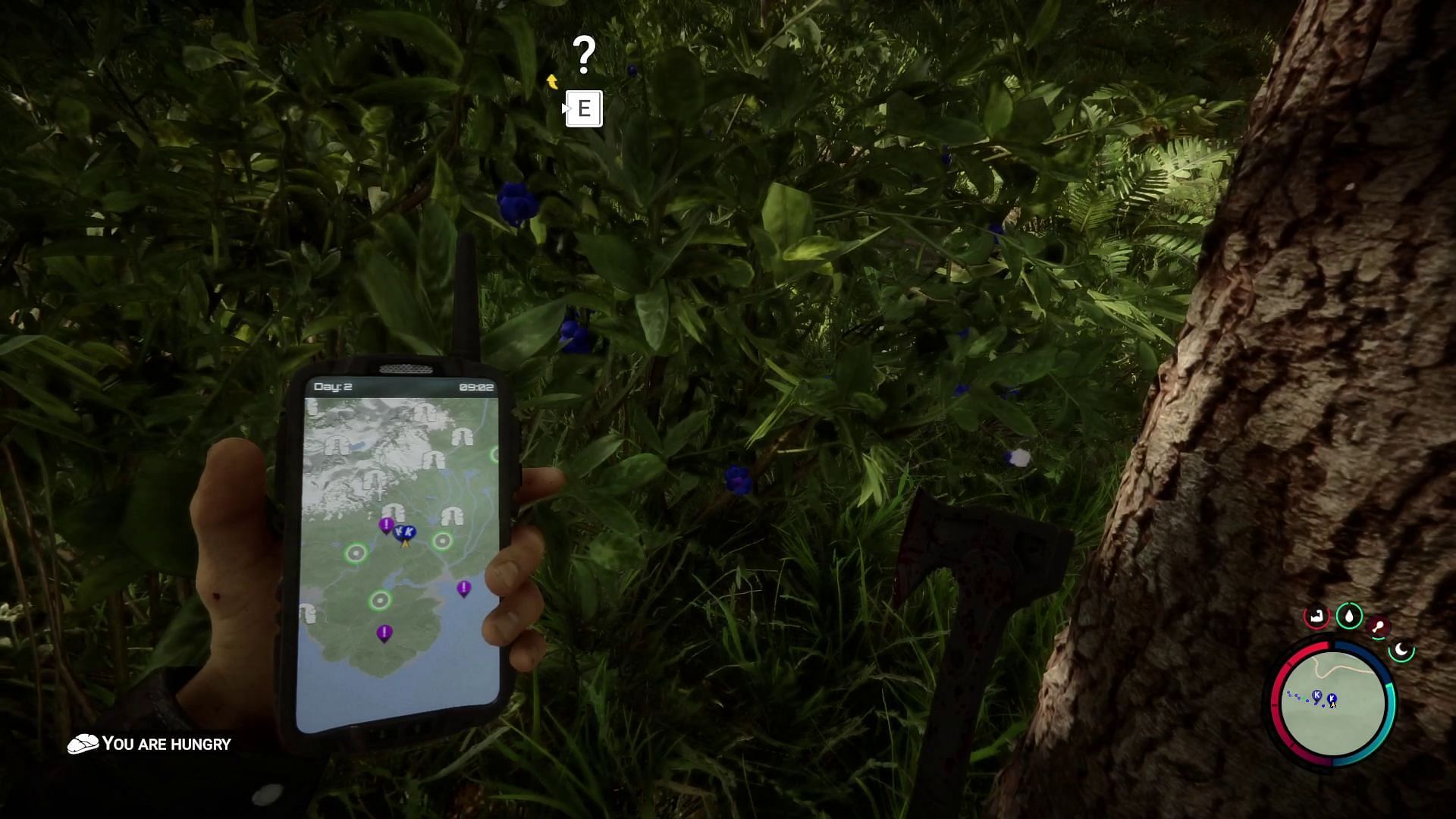 Blueberries in Sons of the Forest (Image via Endnight Games)