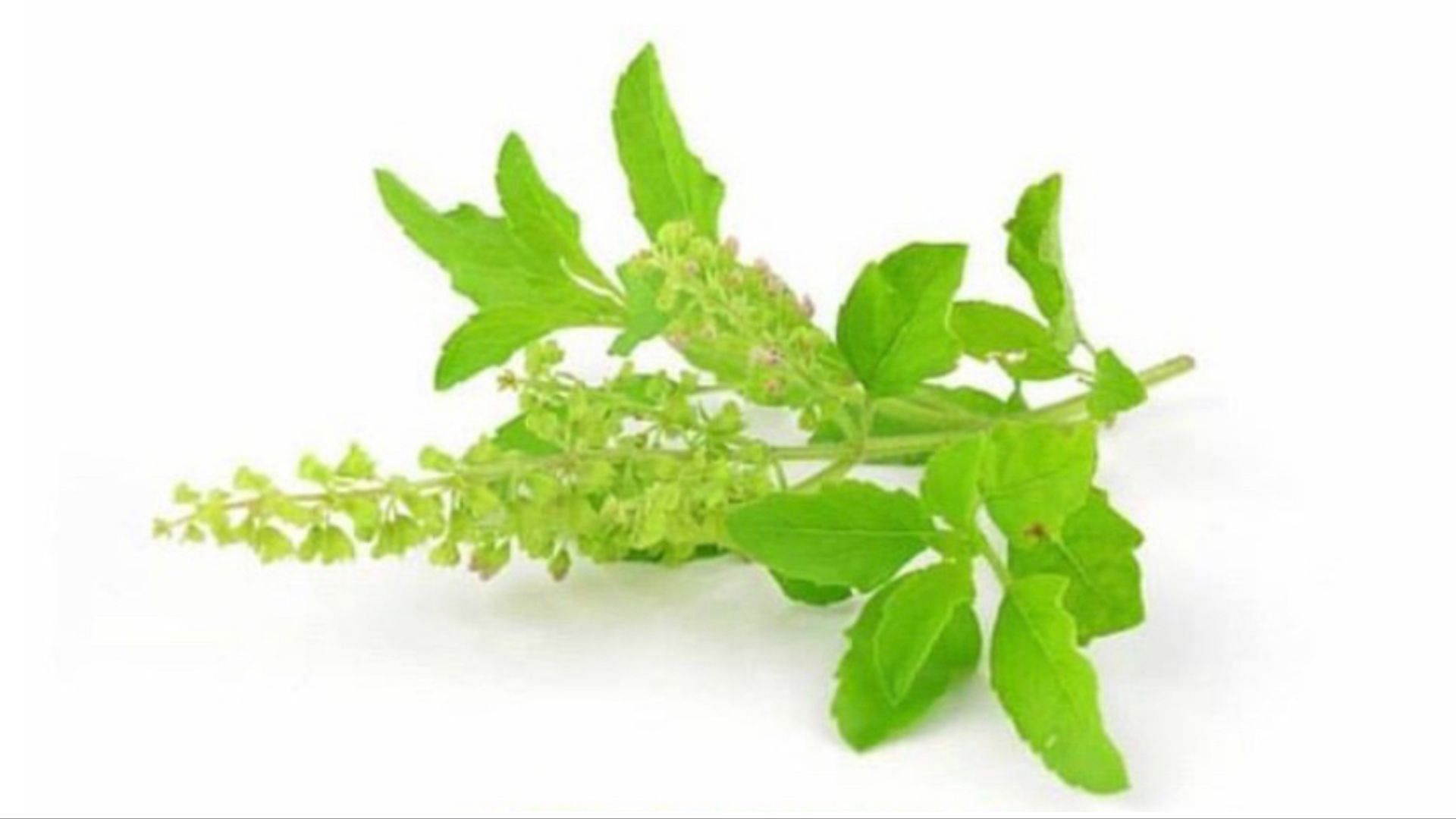 Holy basil is rich in essential vitamins and minerals. (Photo via Instagram/skincare_news)