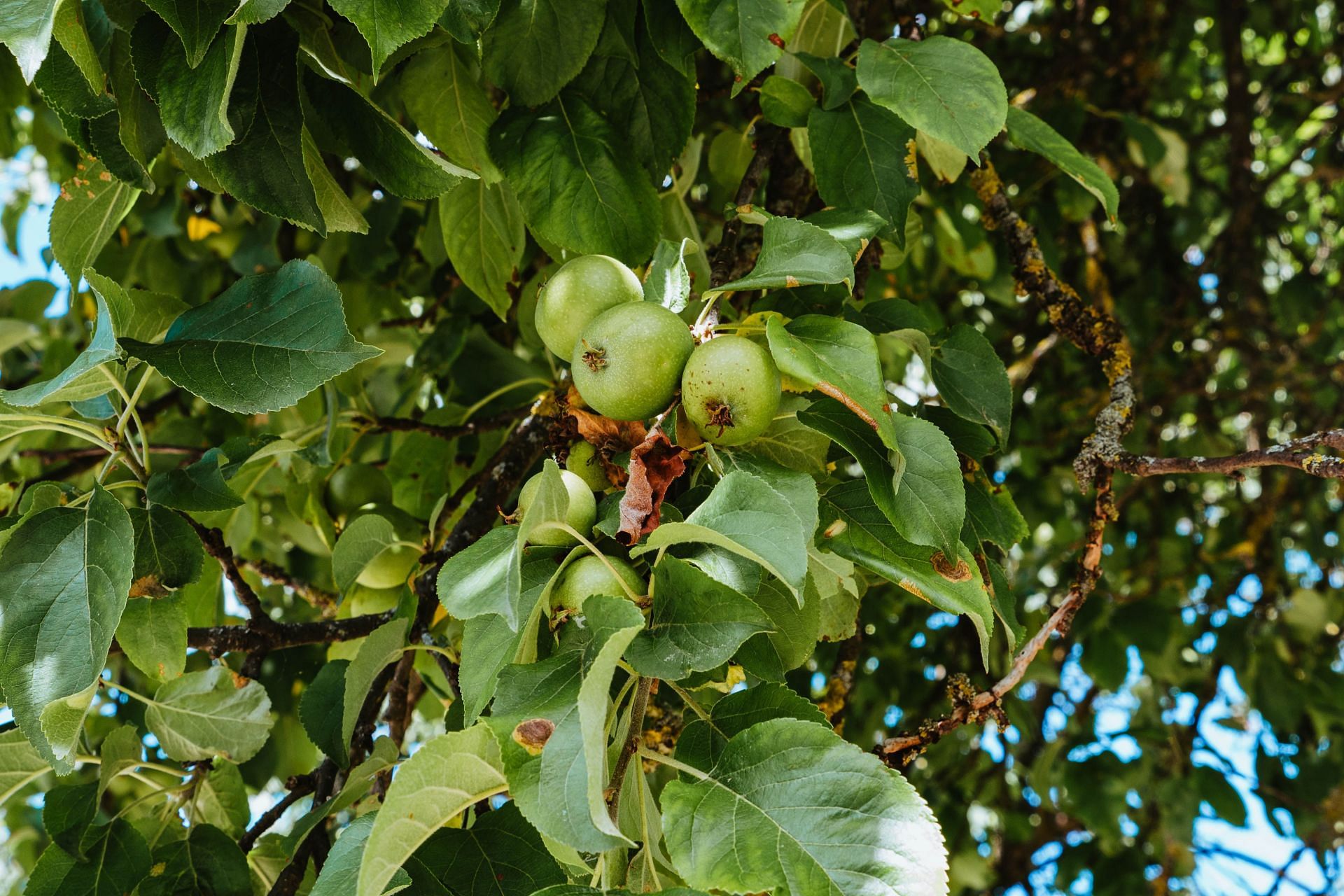 The Power of Guava: How This Superfruit Can Improve Your Health and Well-Being (Image via Pexels)