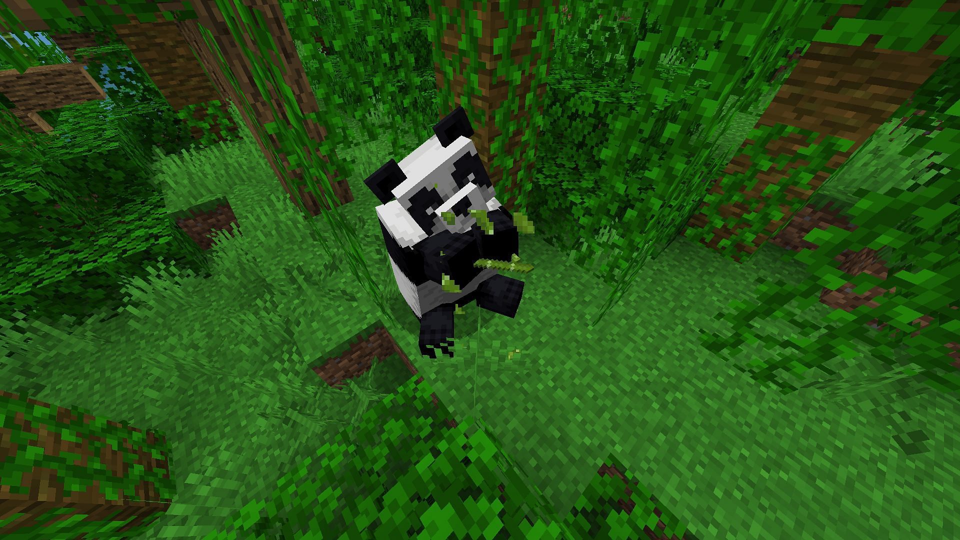 Pandas eat bamboo to enter love or breeding mode in the game (Image via Mojang)