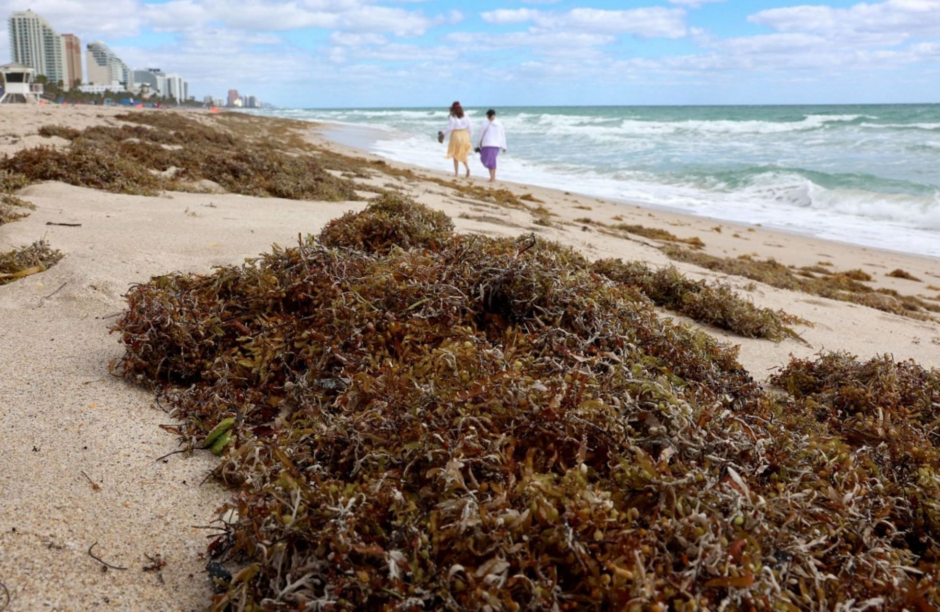 Giant blobs of seaweed make their way to Florida (Image via Getty Images)