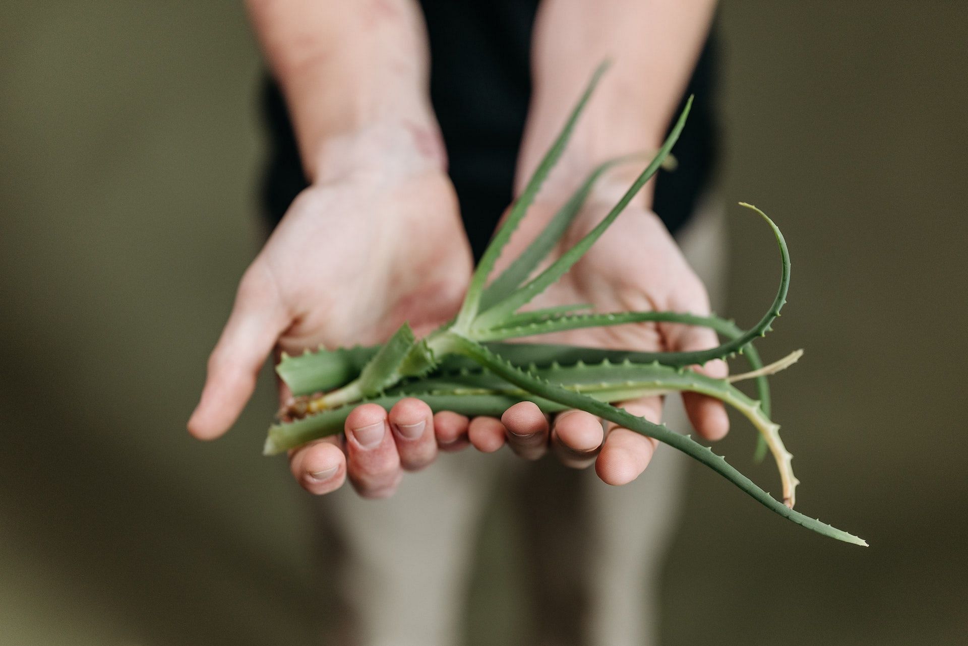 Aloe vera can be used as a natural sunburned lips remedy. (Photo via Pexels/ROCKETMANN TEAM)