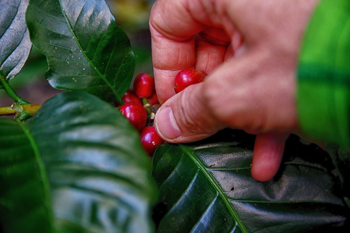 Coffee beans before being roasted (Image via Pexels/Bayawe Coffee Nomad)