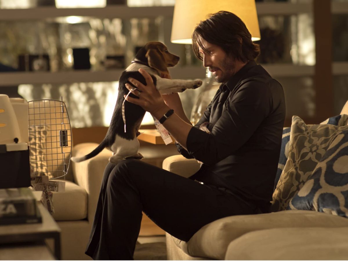 How many dogs does John Wick have ahead of Chapter 4