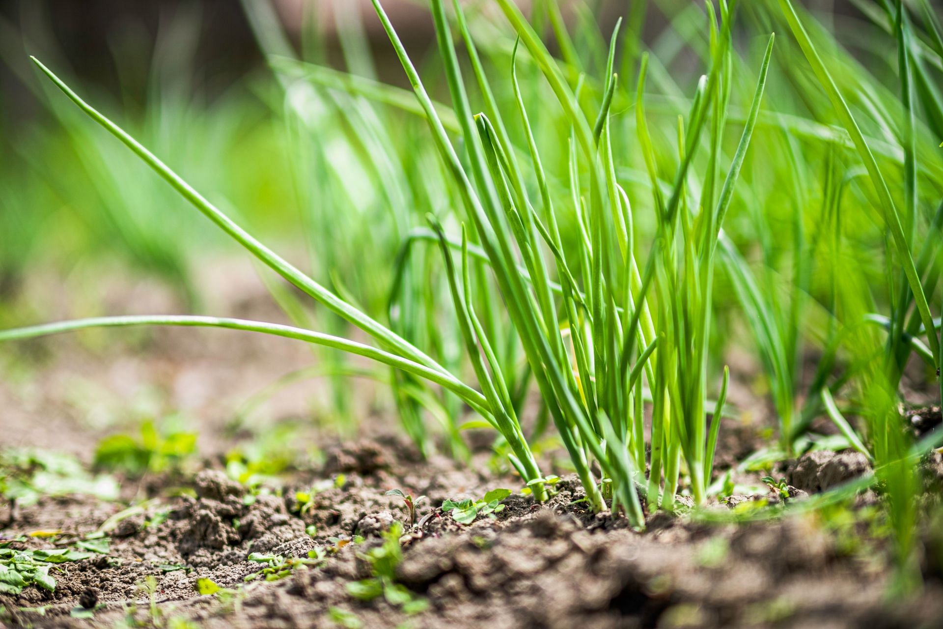 Scallions are harvested before green onions, so their bulbs are smaller. (Image via Unsplash/Victor Serban Trlveuy)