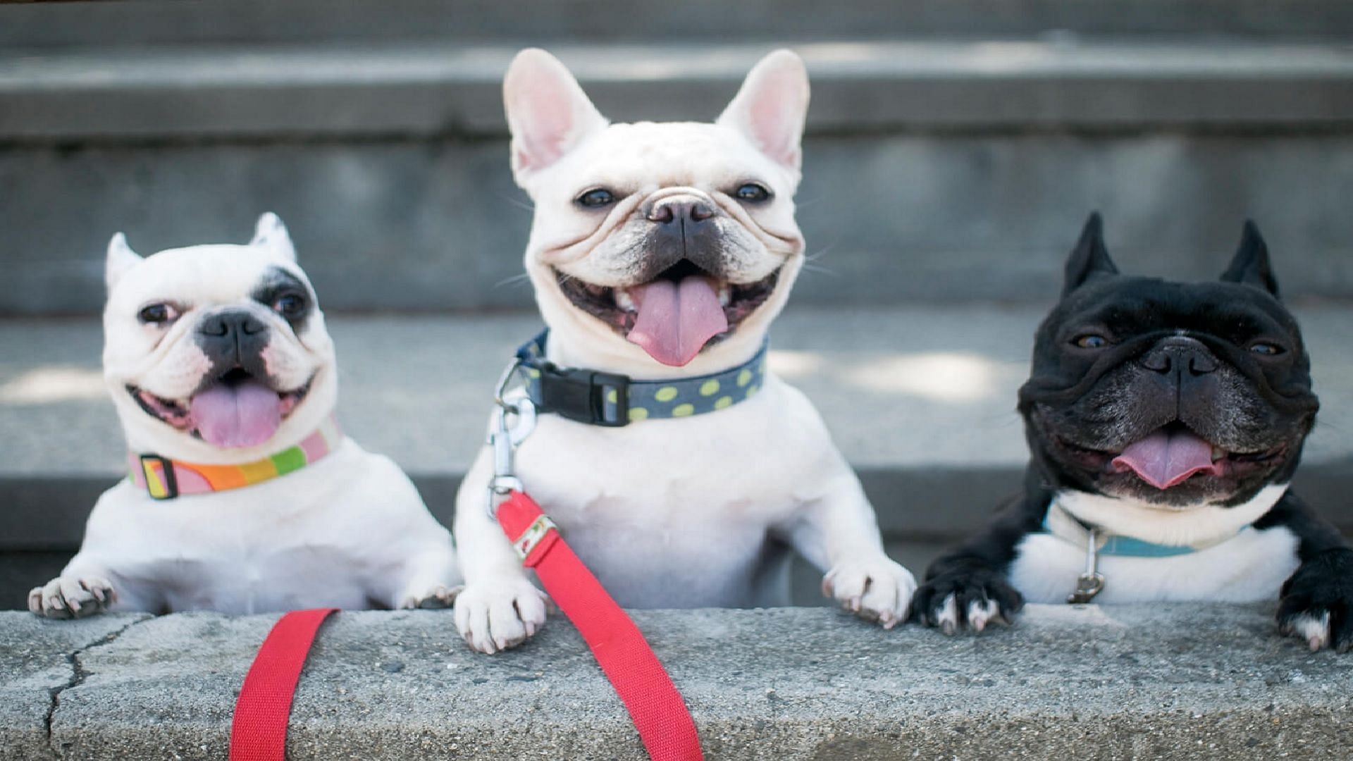 All you need to know about French Bulldog (Image via Getty Images)