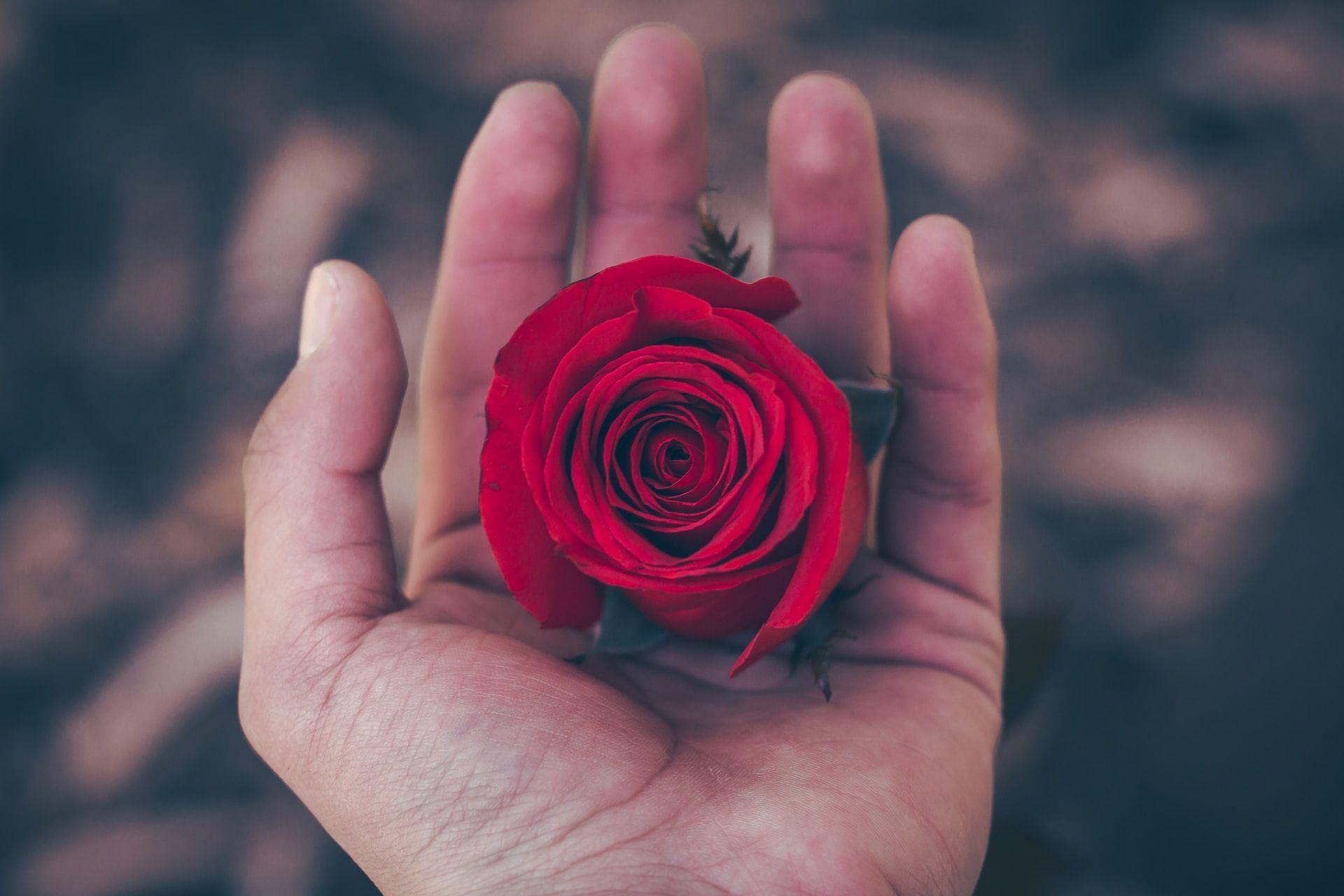 Rose oil benefits (Photo via  Unsplash/Diego PH)