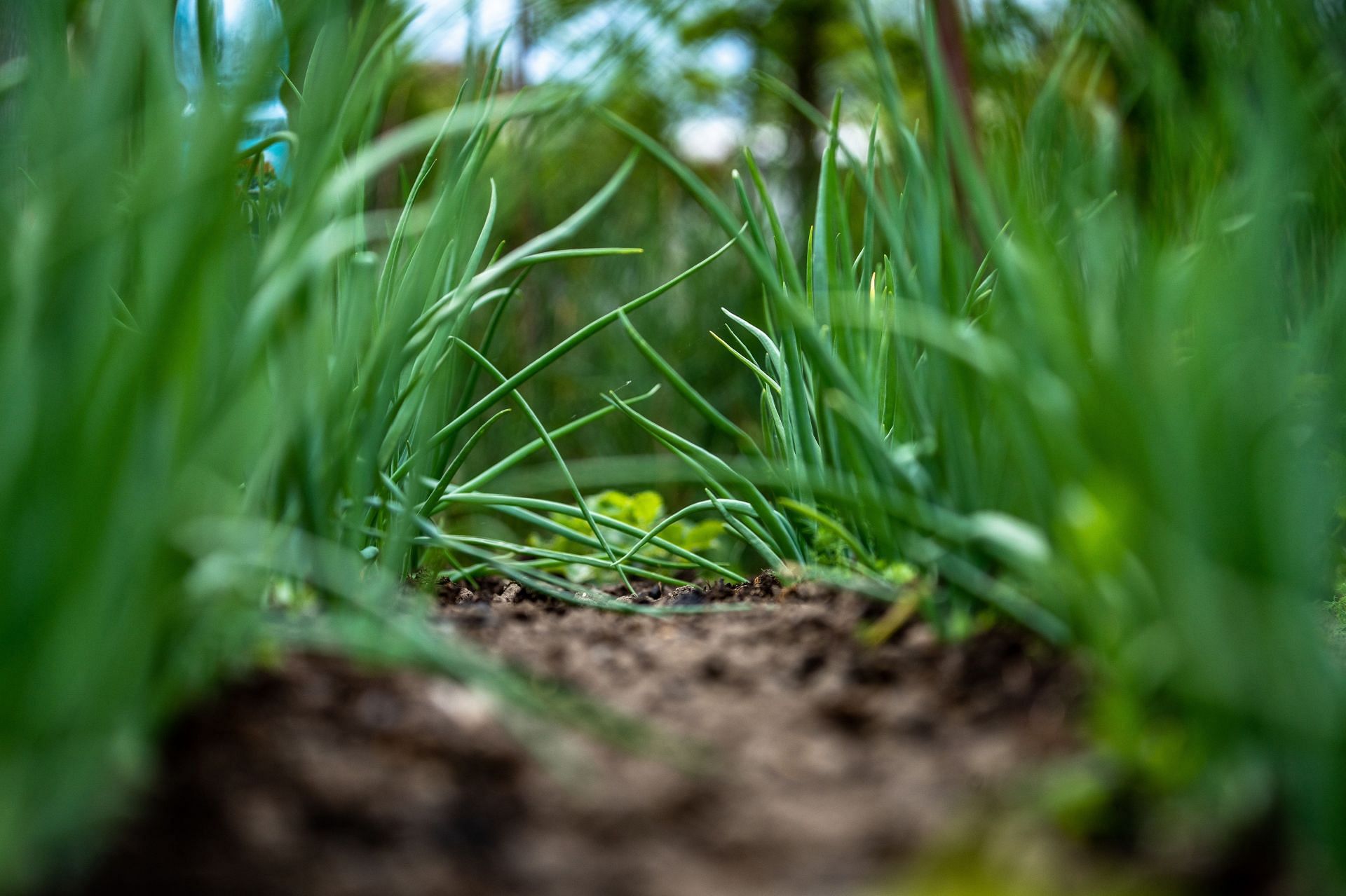 Scallions vs green onions: Green onions are harvested when their bulbs are somewhat larger. (Image via Unsplash/Sorin Gheorghita Mi)