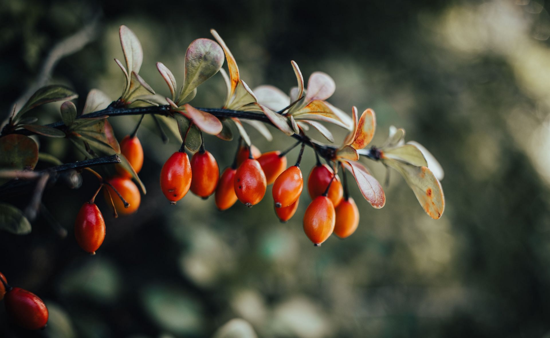 Keeps your hair moisturised and healthy. (Image via Unsplash / Lubos Felcik)