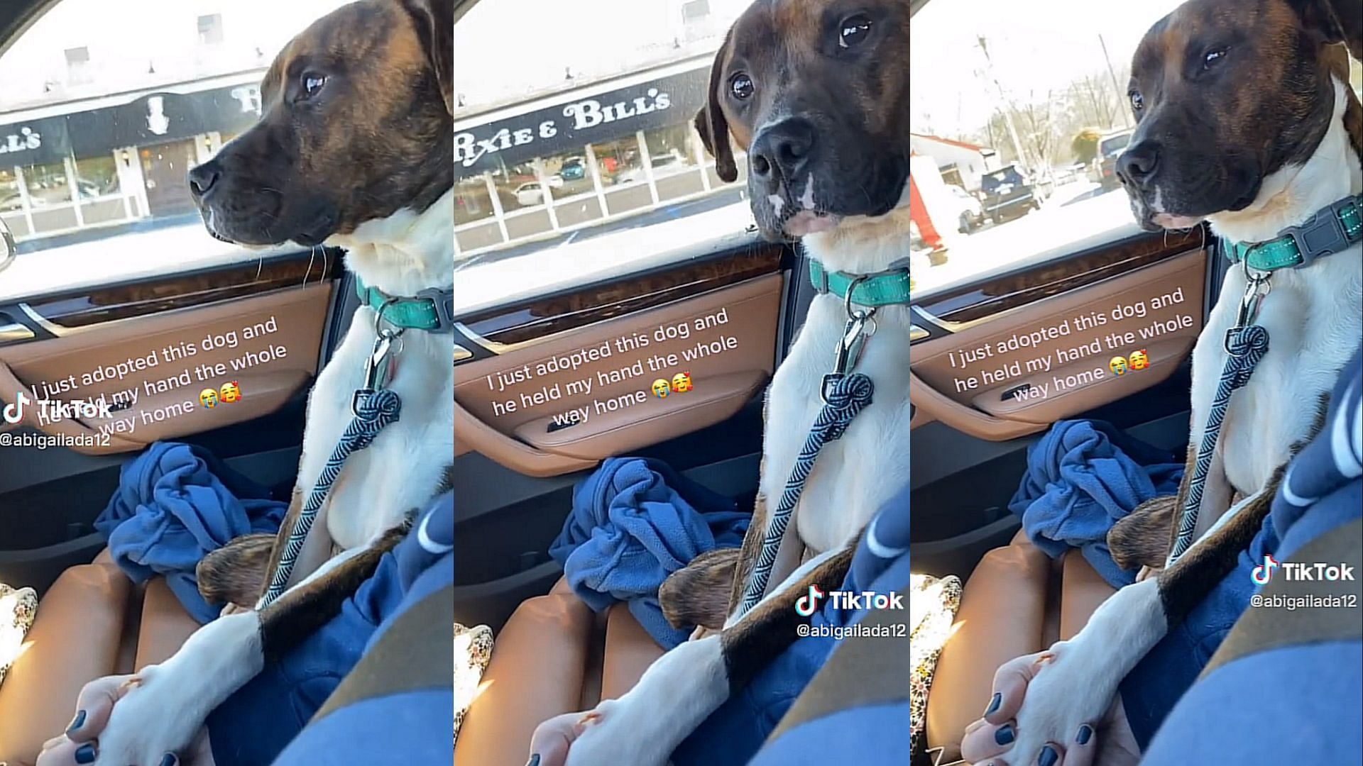 Adopted dog wins the internet after holding new owner
