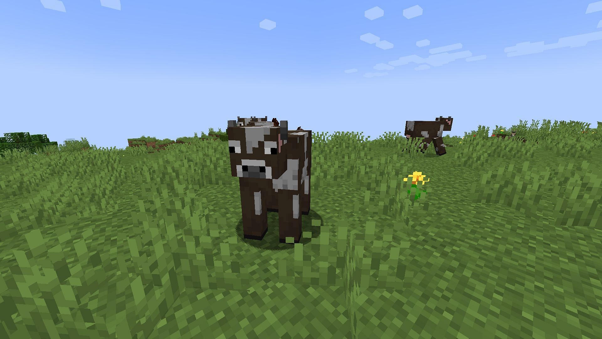 Cows not only drop raw beef, they also drop leather which is quite useful in Minecraft (Image via Mojang)