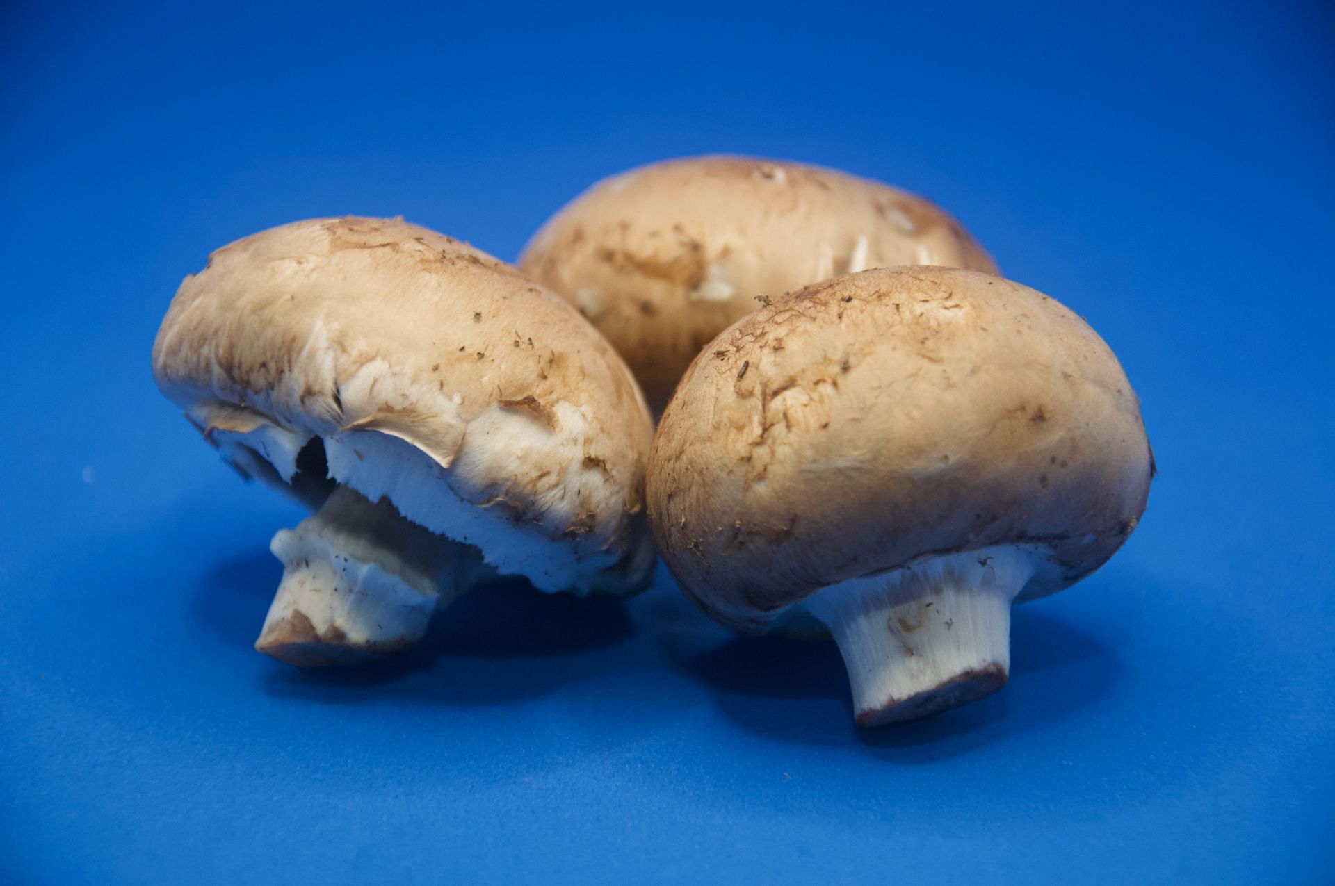 Portobello mushrooms are rich in Vitamin D. (Image via Unsplash/ Dan Dennis)