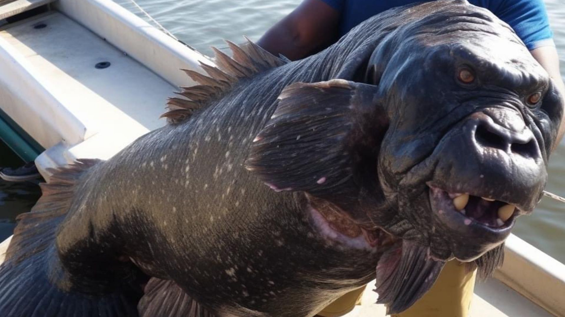 Viral photo of a creature called Algerian gorilla fish debunked as such fish does not exist. (Image via Instagram/@therealtarzann)