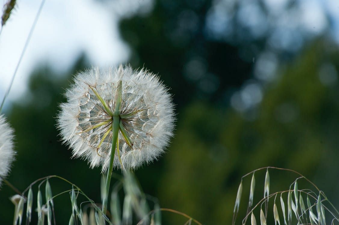 Dandelion flowers can be used to make wine or jelly, while the roots can be roasted as a coffee substitute or brewed into a tea. (Oleksandr Pidvalnyi/ Pexels)