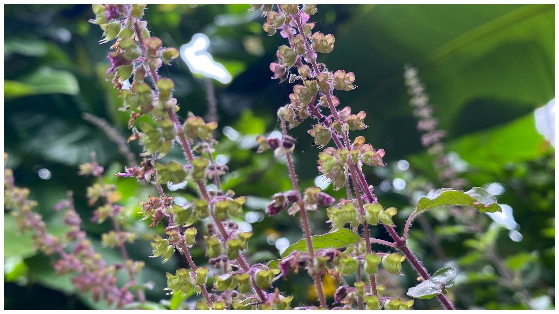 This herb helps improving immunity. (Image via Unsplash/ Liz Pullan Pattathy)