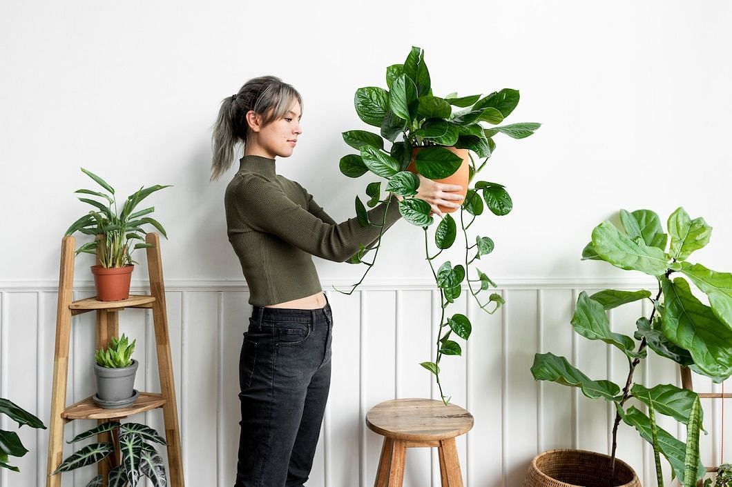 Indoor plants have many health benefits (Image via Freepik/rawpixel)