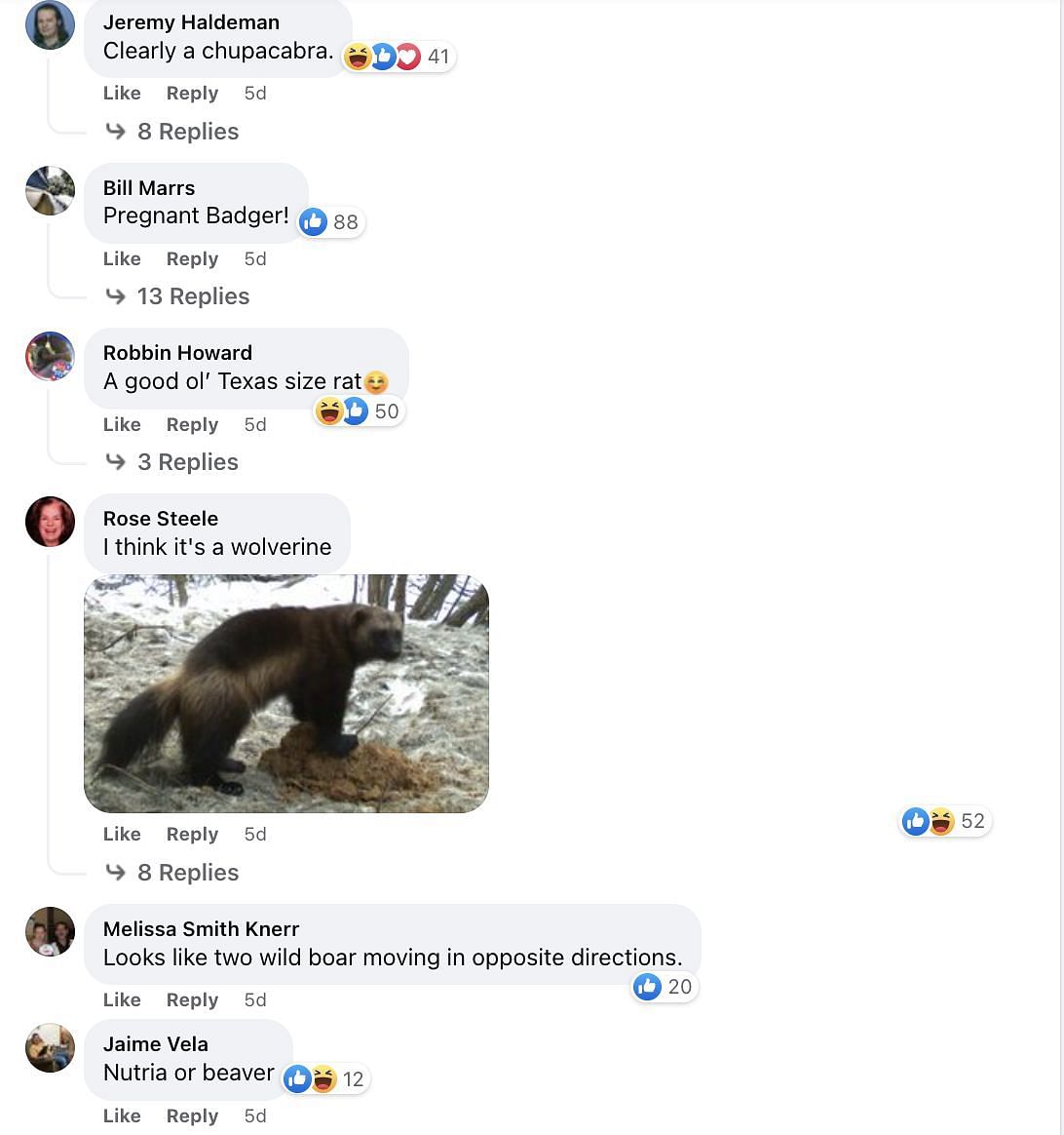 Social media users speculated about the animal and shared tons of responses, guessing what the &quot;mystery animal&quot; could be. (Image via Facebook)