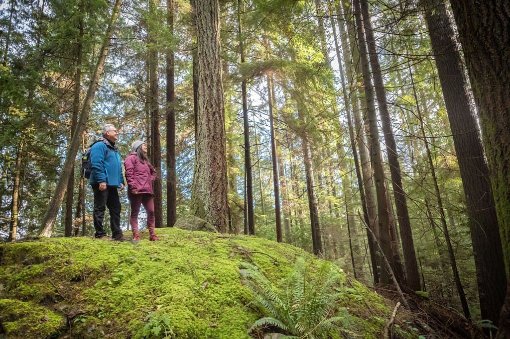 Hiking On a Mossy Hill in Forest (Image via Unsplash)