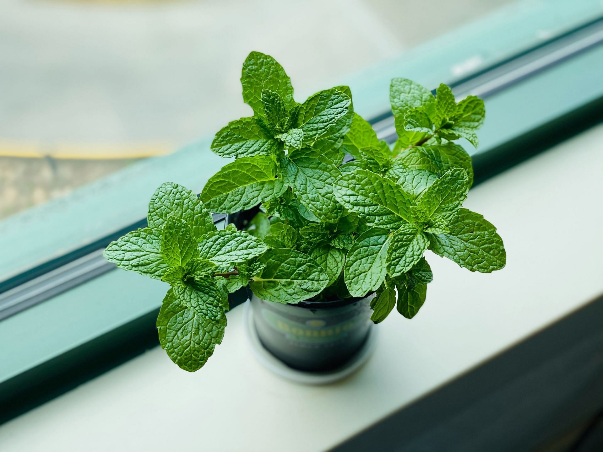 Health benefits of mint leaves (Image via Unsplash/Eleanor Chen)