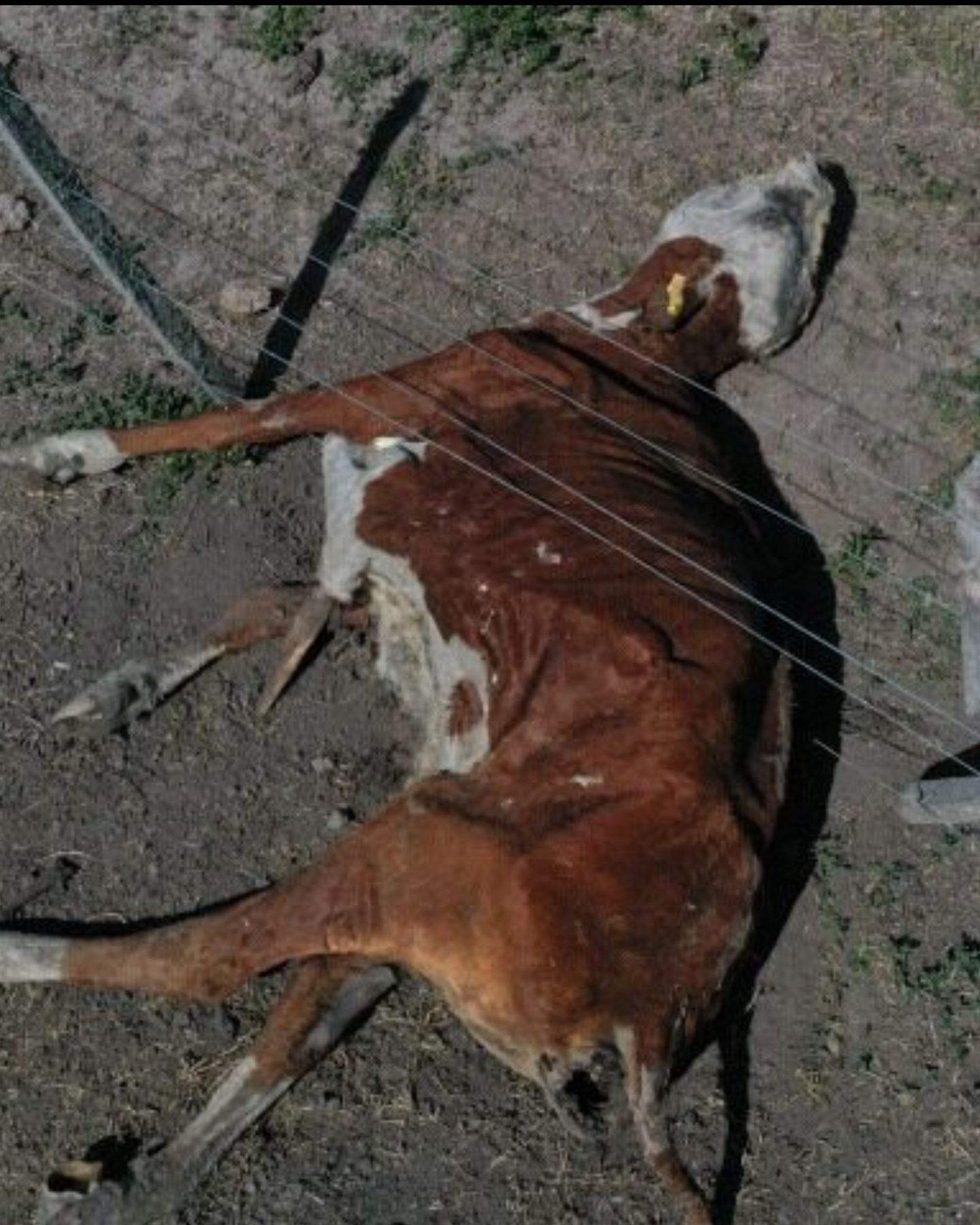 One of the cows that have been found dead along the Texas State Highway in the past week. (Image via AP)