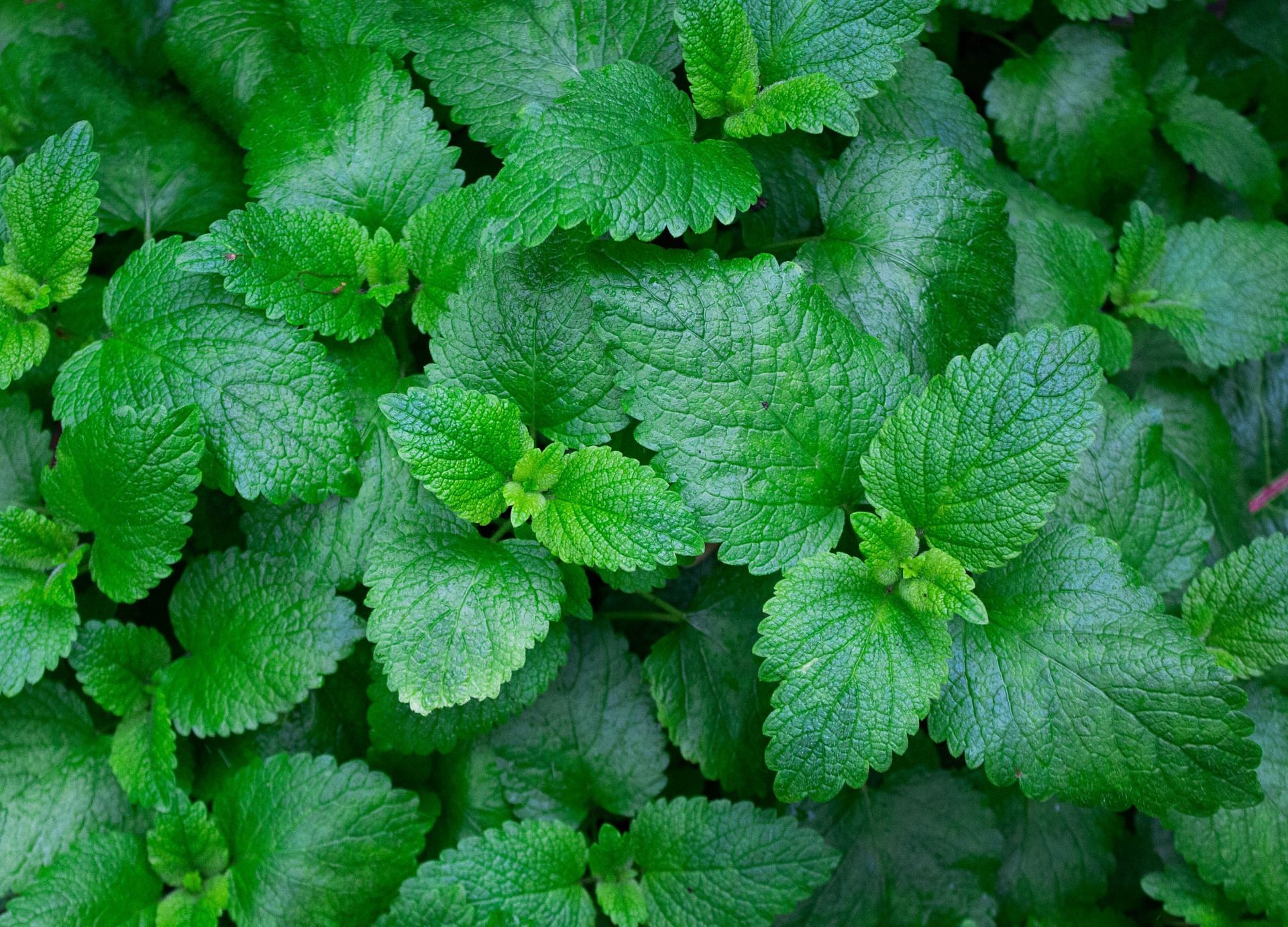 Mint can improve digestion and reduce bloating (Image via Unsplash/Abby Boggier)