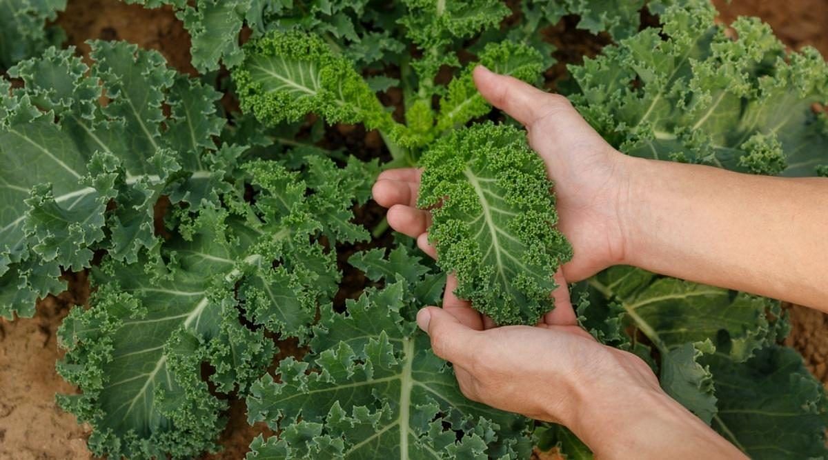 Kale is high in fiber and low in calories (Image via Getty Images)